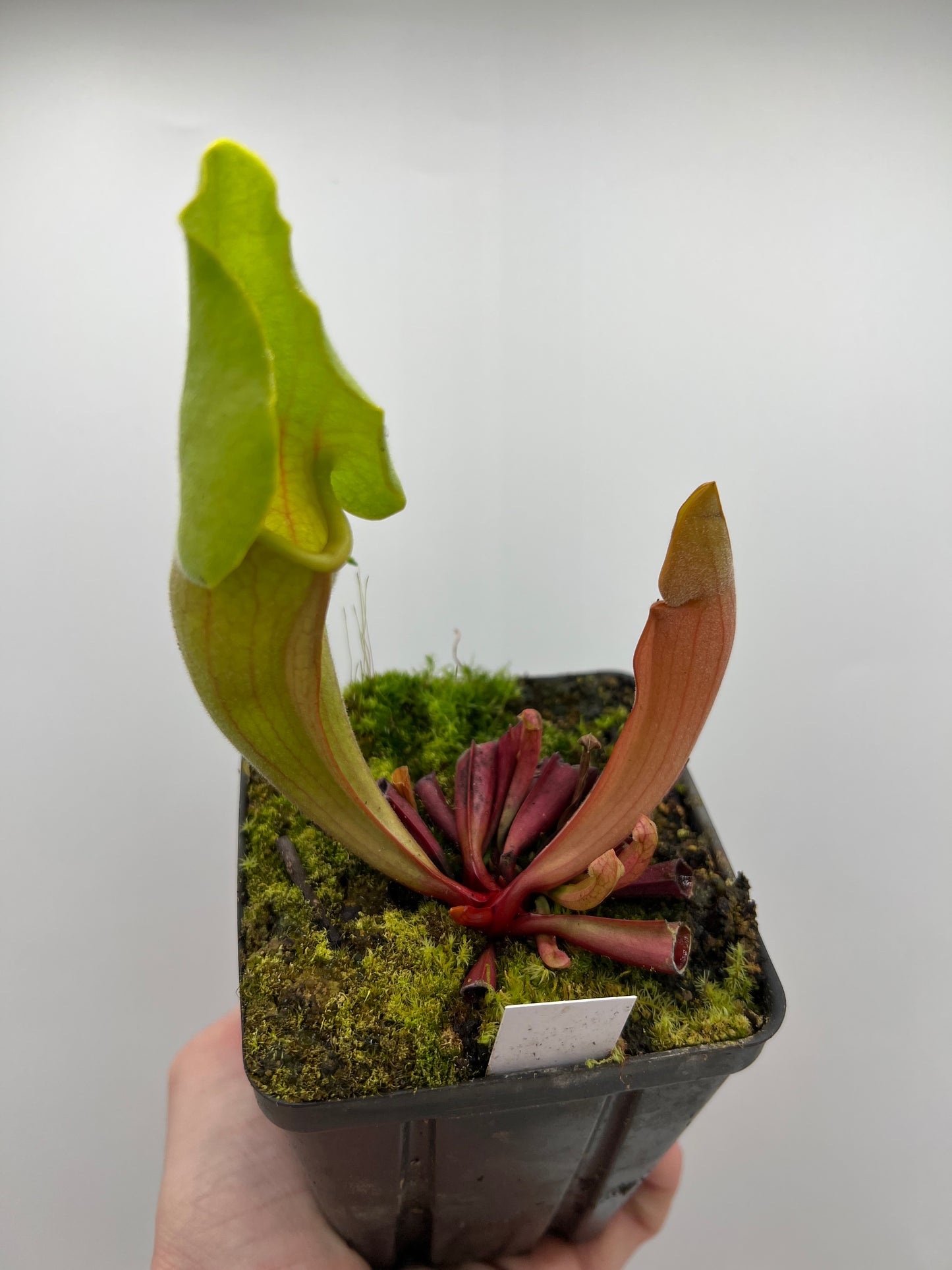 Sarracenia ‘Carolina Yellow Jacket’ - Original Clone