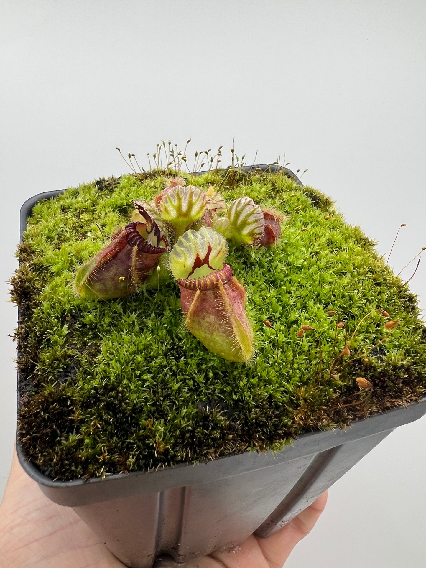 Cephalotus follicularis - Typical #21