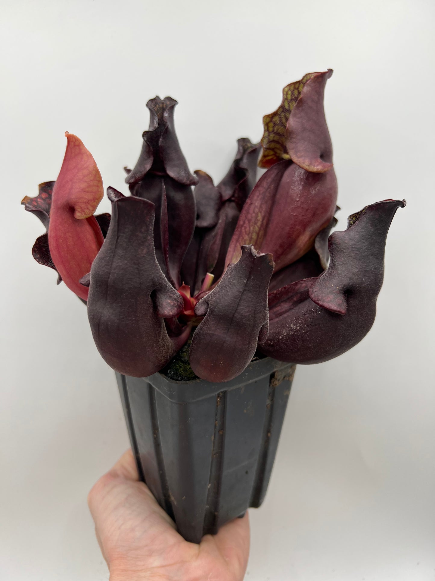 Sarracenia purpurea ssp. purpurea “Special” #5