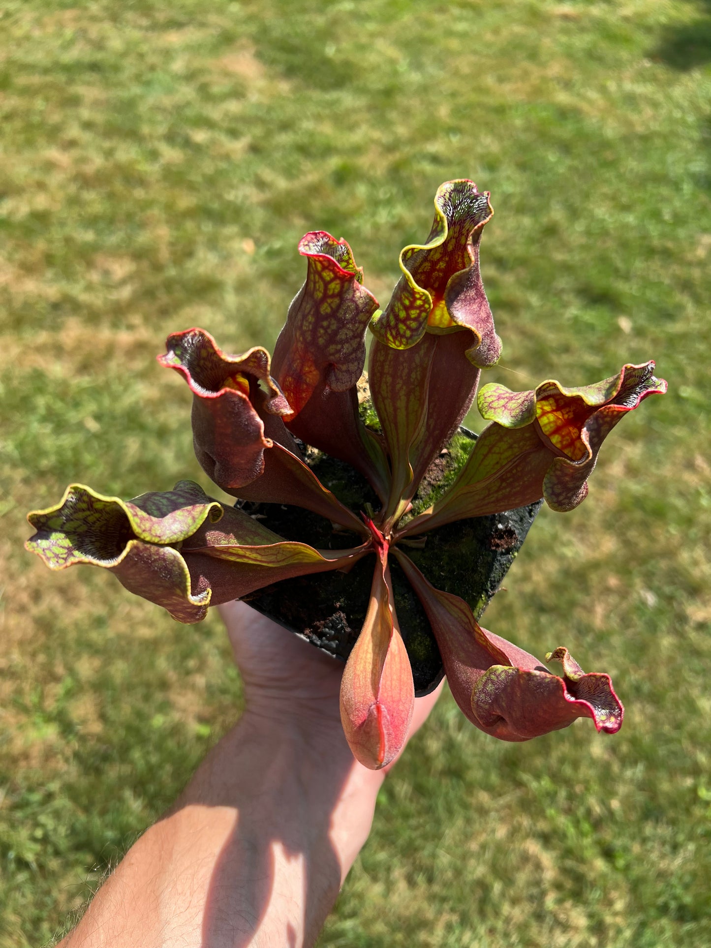 Sarracenia purpurea ssp. purpurea (Centre Co, PA) - Seed Grown #61