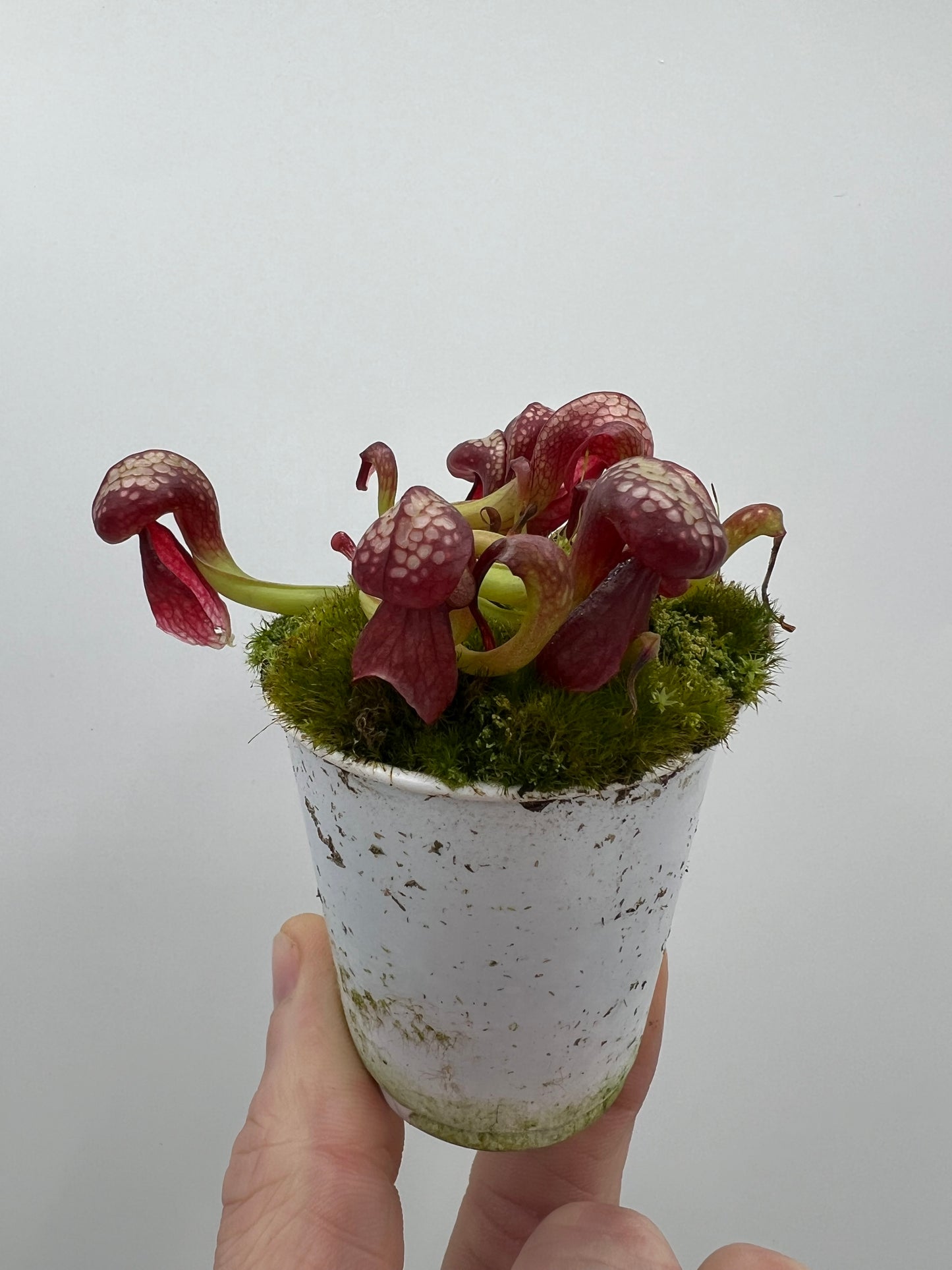 Darlingtonia californica (Cobra Pitcher Plant) - Seed Grown #135