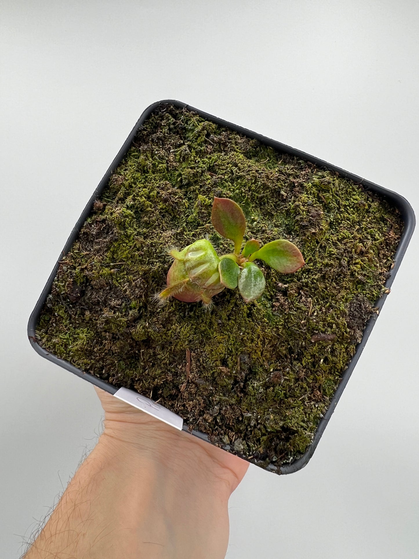 Cephalotus follicularis “Purple/Black” - Eric Smooth