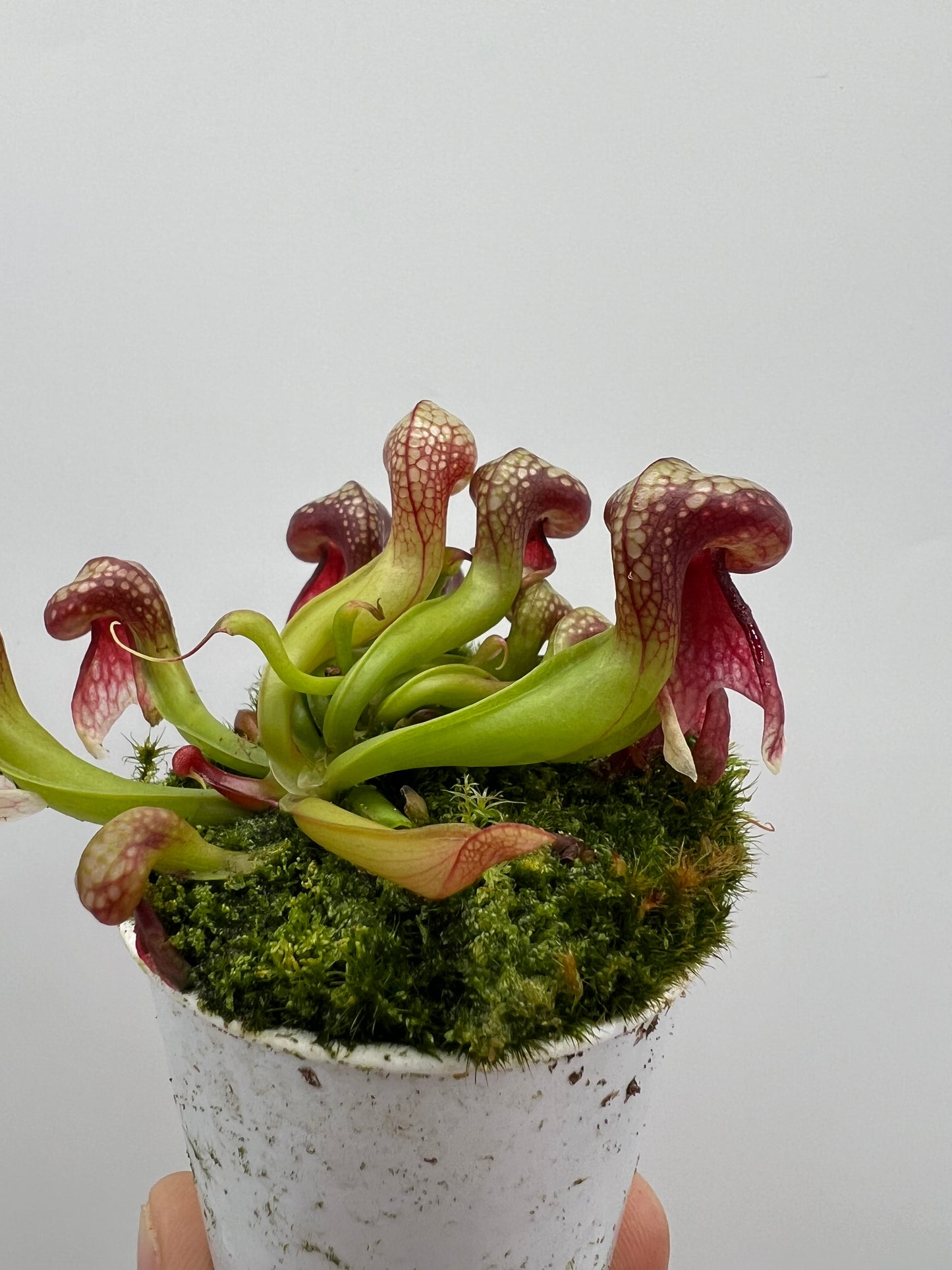 Darlingtonia californica (Cobra Pitcher Plant) - Seed Grown #128