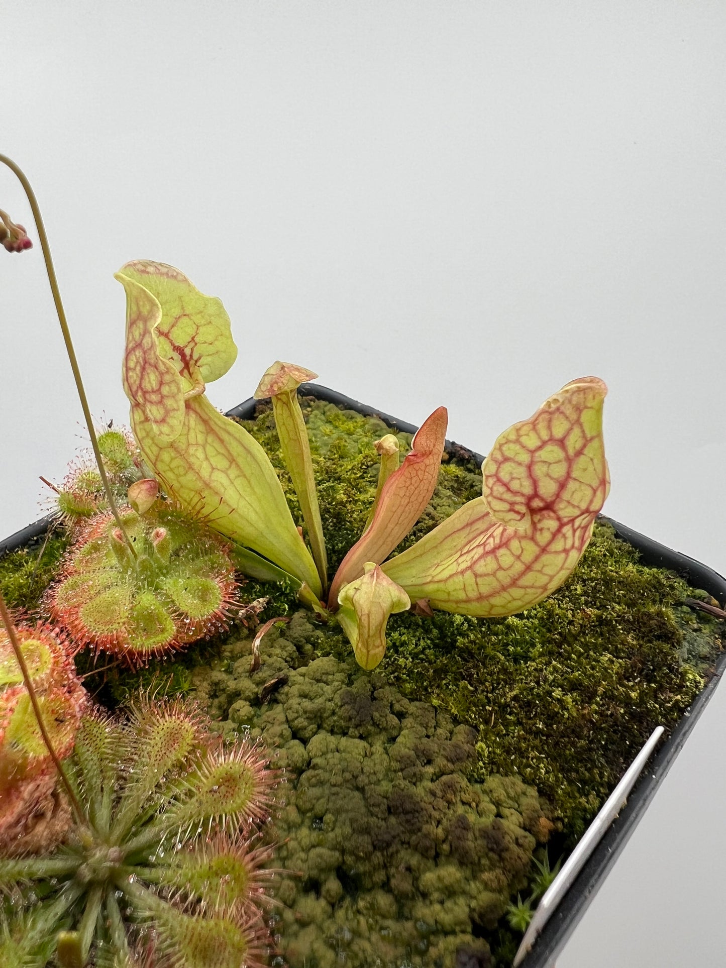 Sarracenia purpurea ssp. venosa “White Ghost” - Araflora