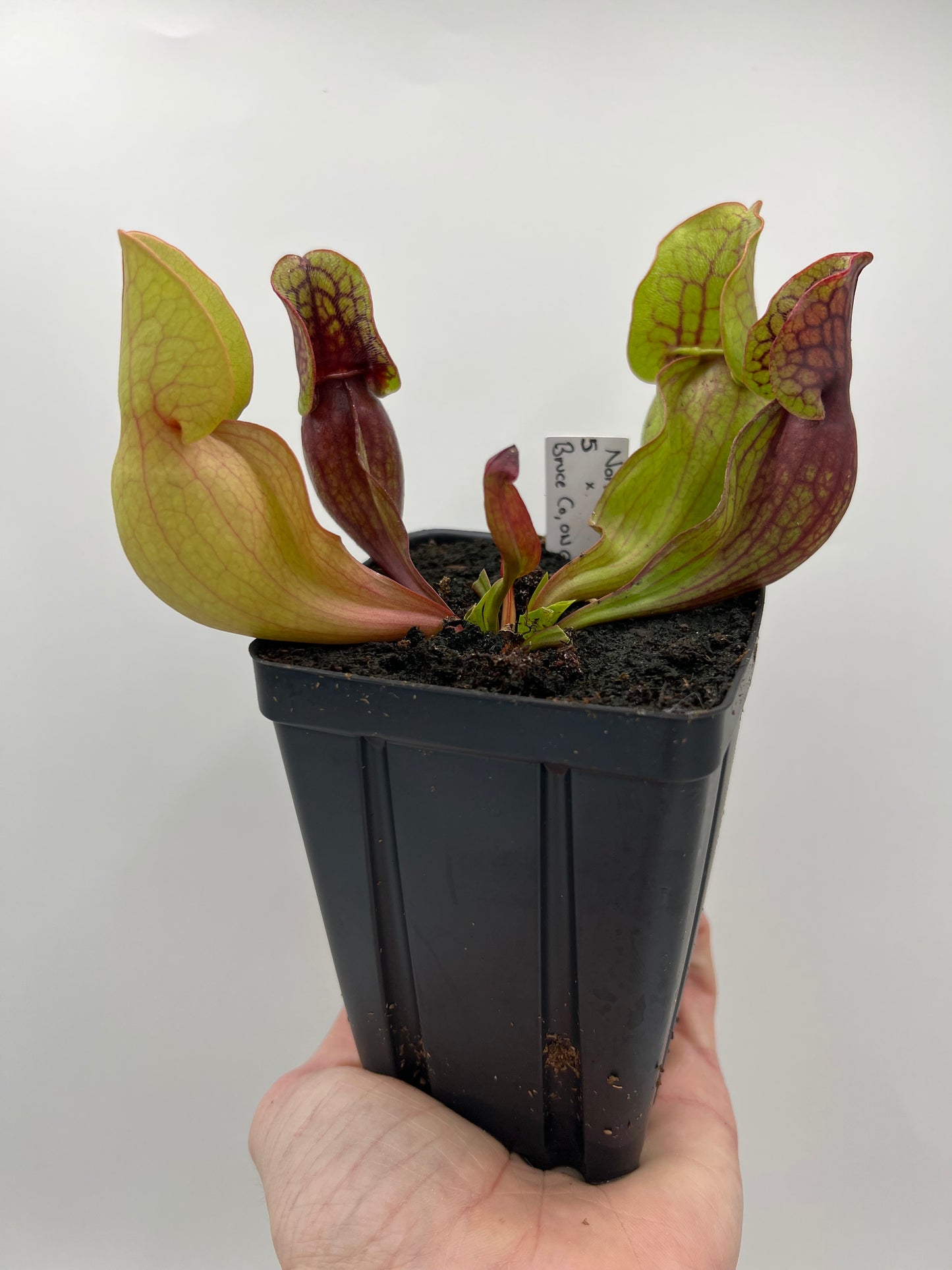 Sarracenia purpurea ssp. purpurea (Norfolk Co, MA) x (Bruce Co, Ontario Canada) - Seed Grown #5