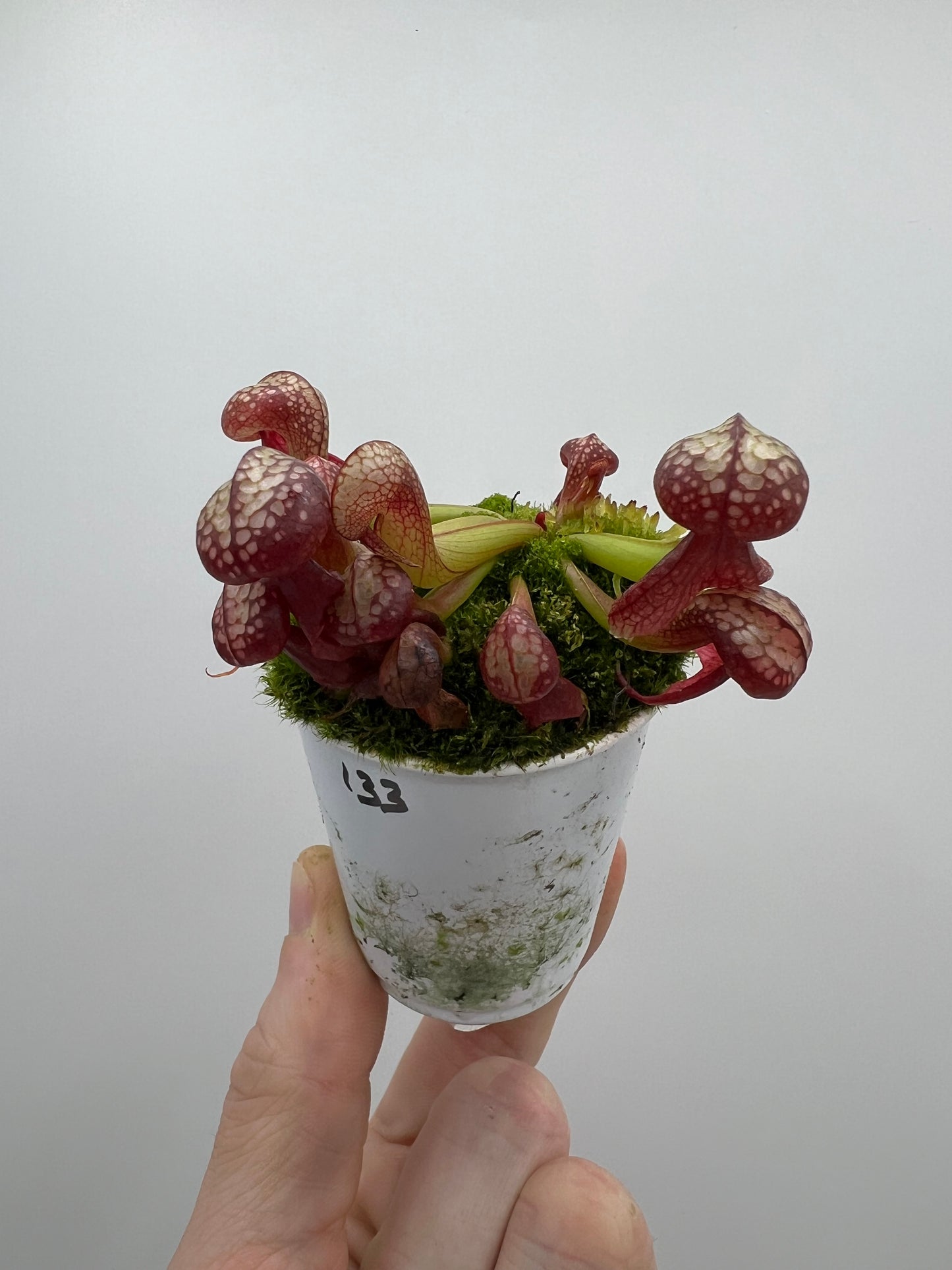 Darlingtonia californica (Cobra Pitcher Plant) - Seed Grown #133