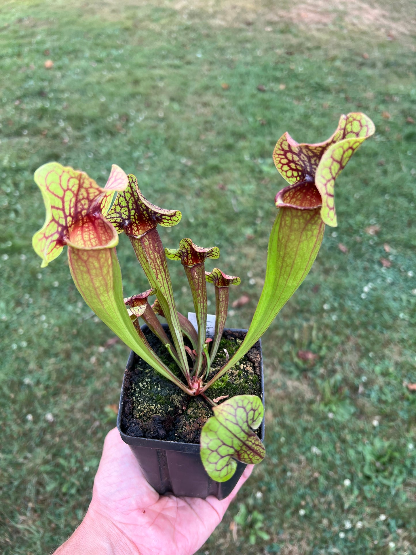 Sarracenia x catesbaei - (flava var. rubricorpora Liberty Co, FL x purpurea ssp. venosa) - Seed Grown #1