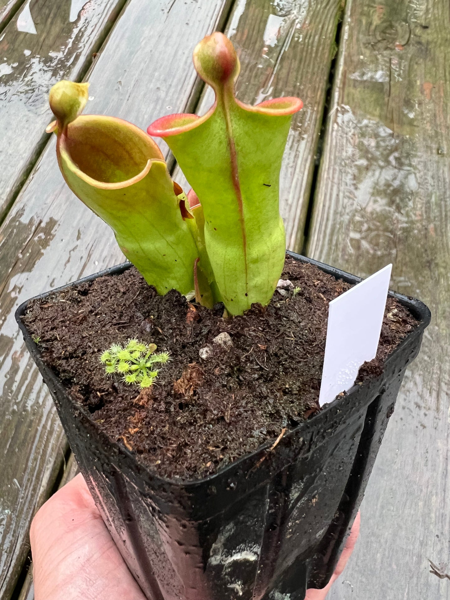 Heliamphora heterodoxa x minor - Potted Division