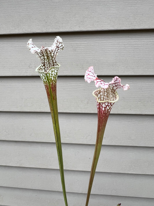 Sarracenia “Hawaiian Ice” x ‘Dragon Queen’ - Seed Grown #1