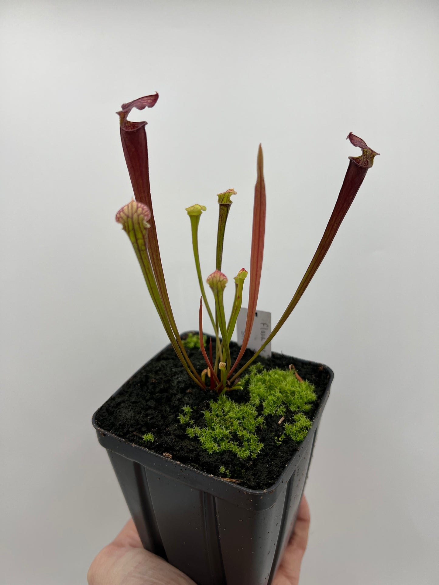 Sarracenia flava var. rubricorpora x “Strawberry Milkshake” - Seed Grown #5