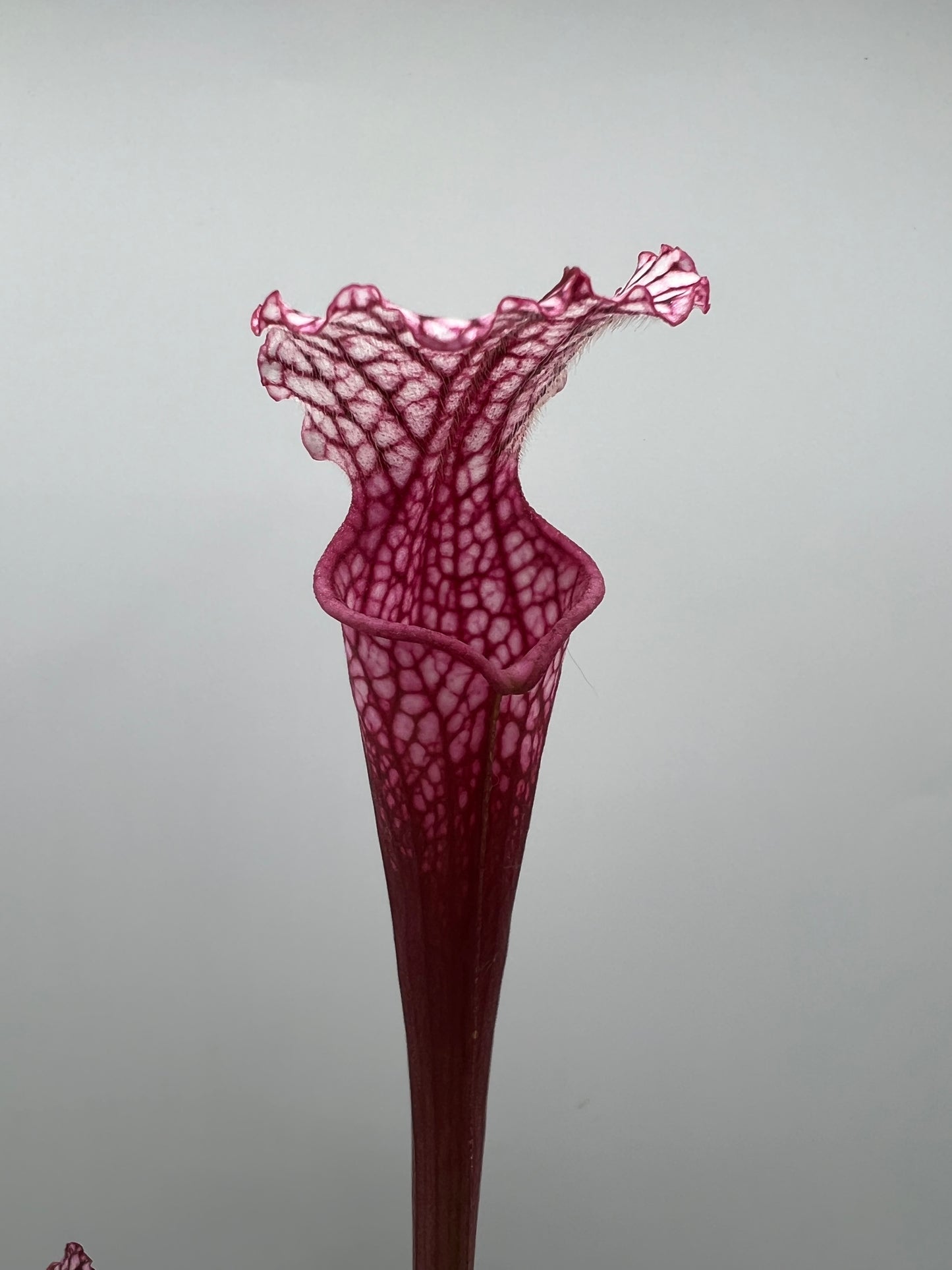 Sarracenia “Hawaiian Ice” x ‘Dragon Queen’ - Seed Grown #5