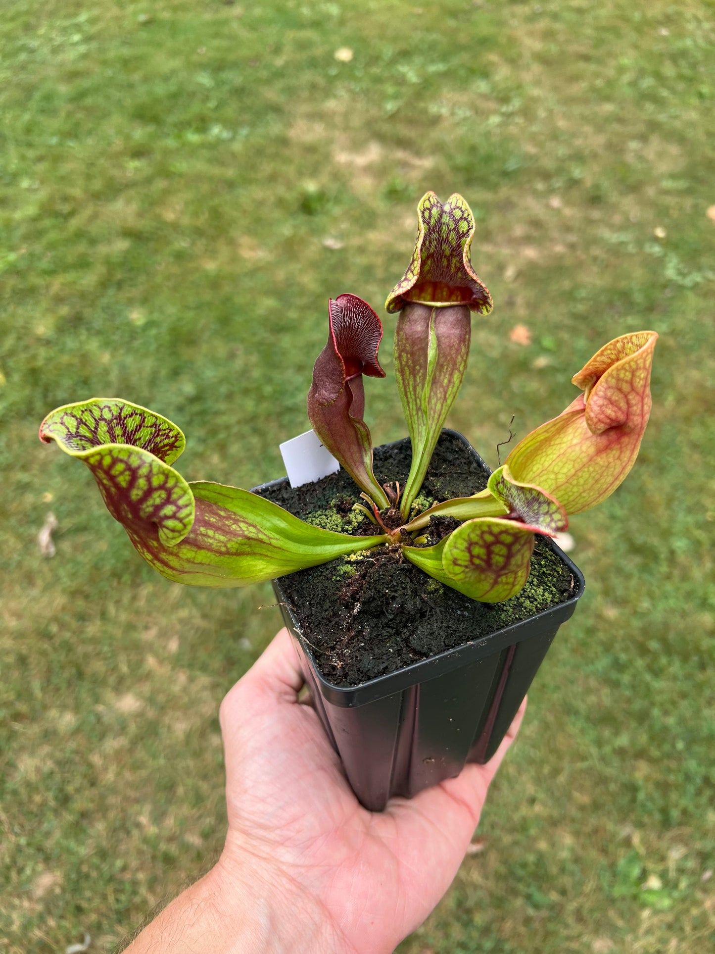 Sarracenia purpurea ssp. purpurea (Centre Co, PA) - Seed Grown #74