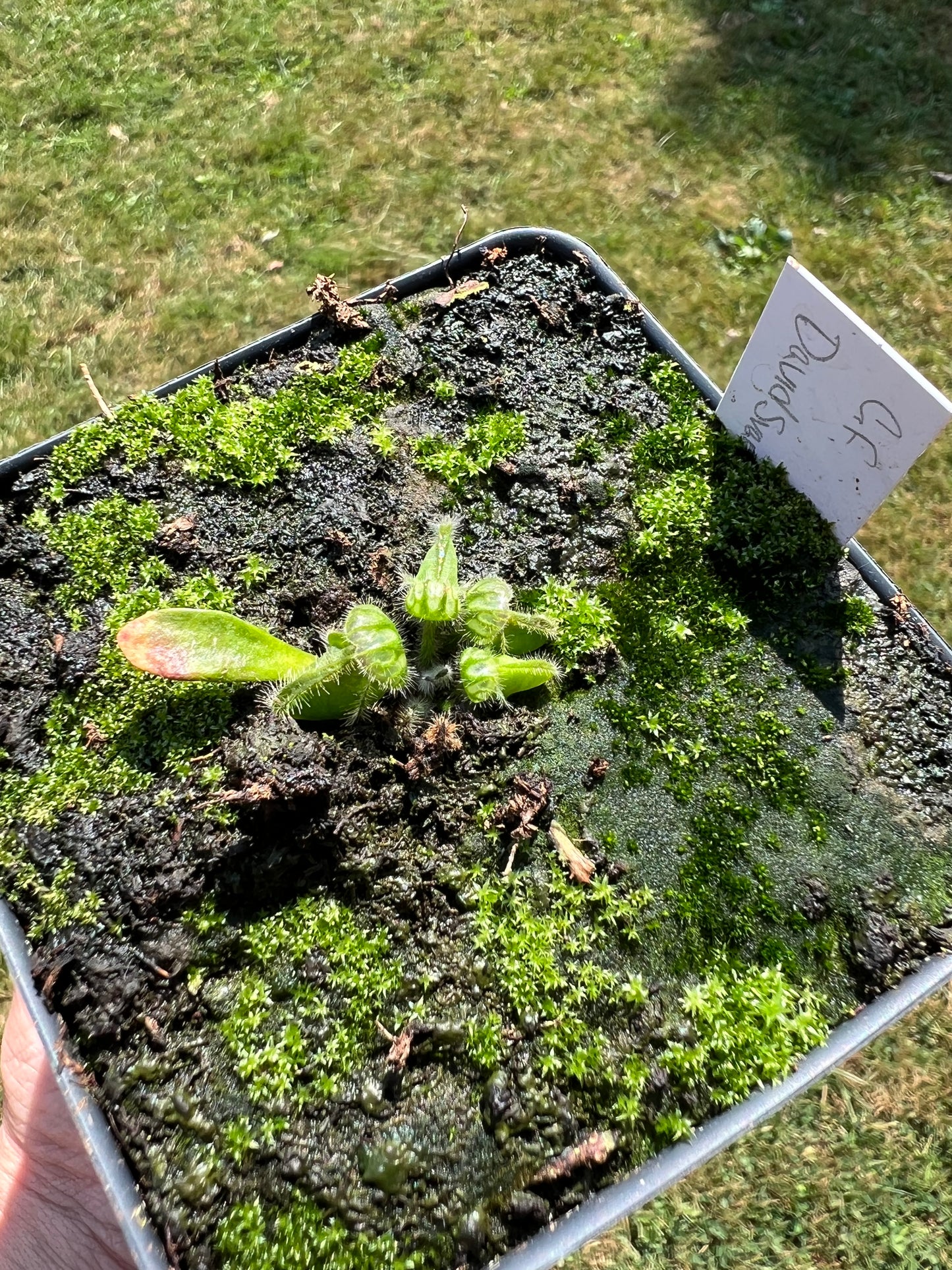 Cephalotus follicularis “David Švarc Black”