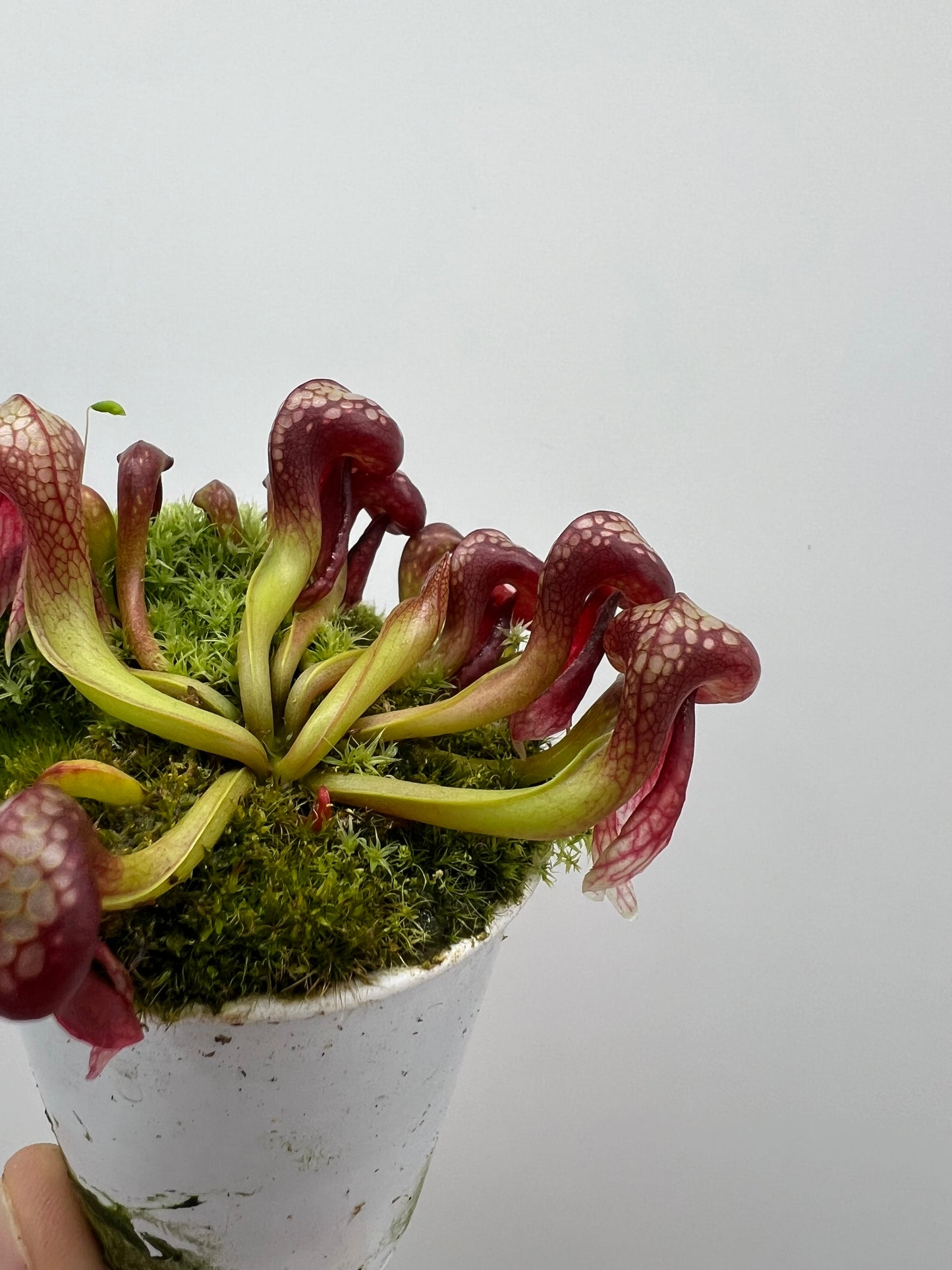 Darlingtonia californica (Cobra Pitcher Plant) - Seed Grown #125