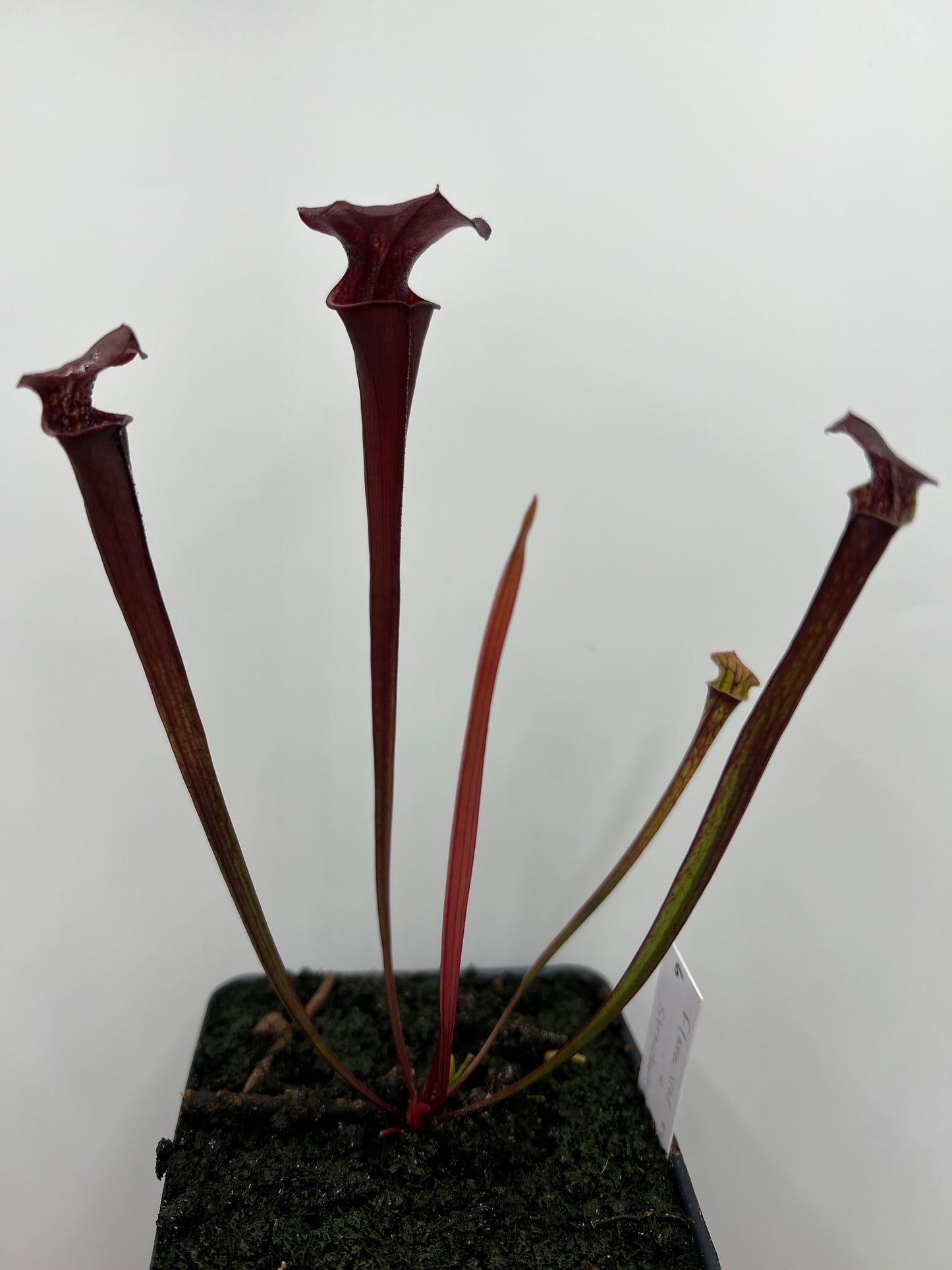 Sarracenia flava var. rubricorpora x “Strawberry Milkshake” - Seed Grown #6