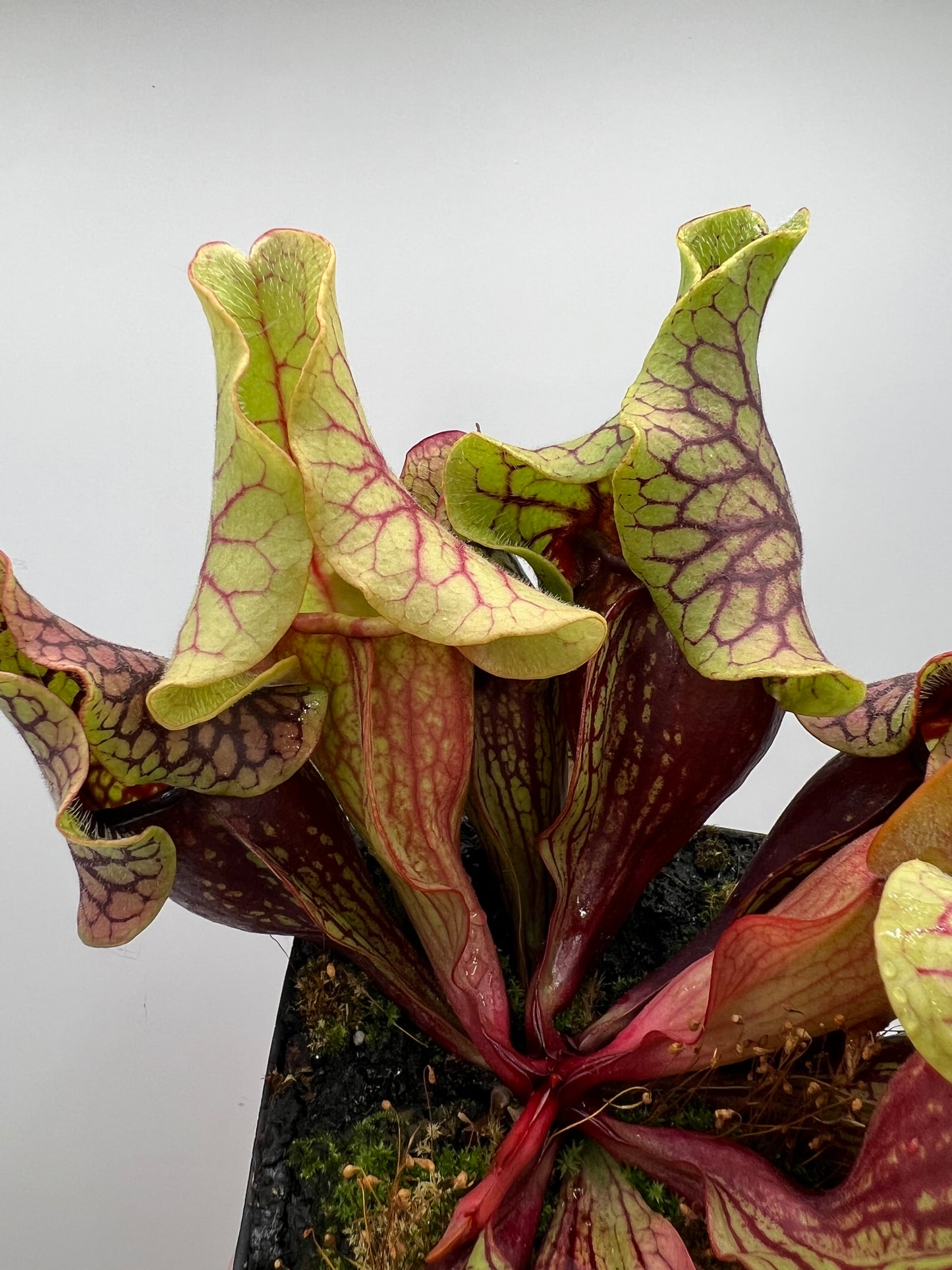 Sarracenia purpurea ssp. venosa “Little Carnivores” - Seed Grown #26