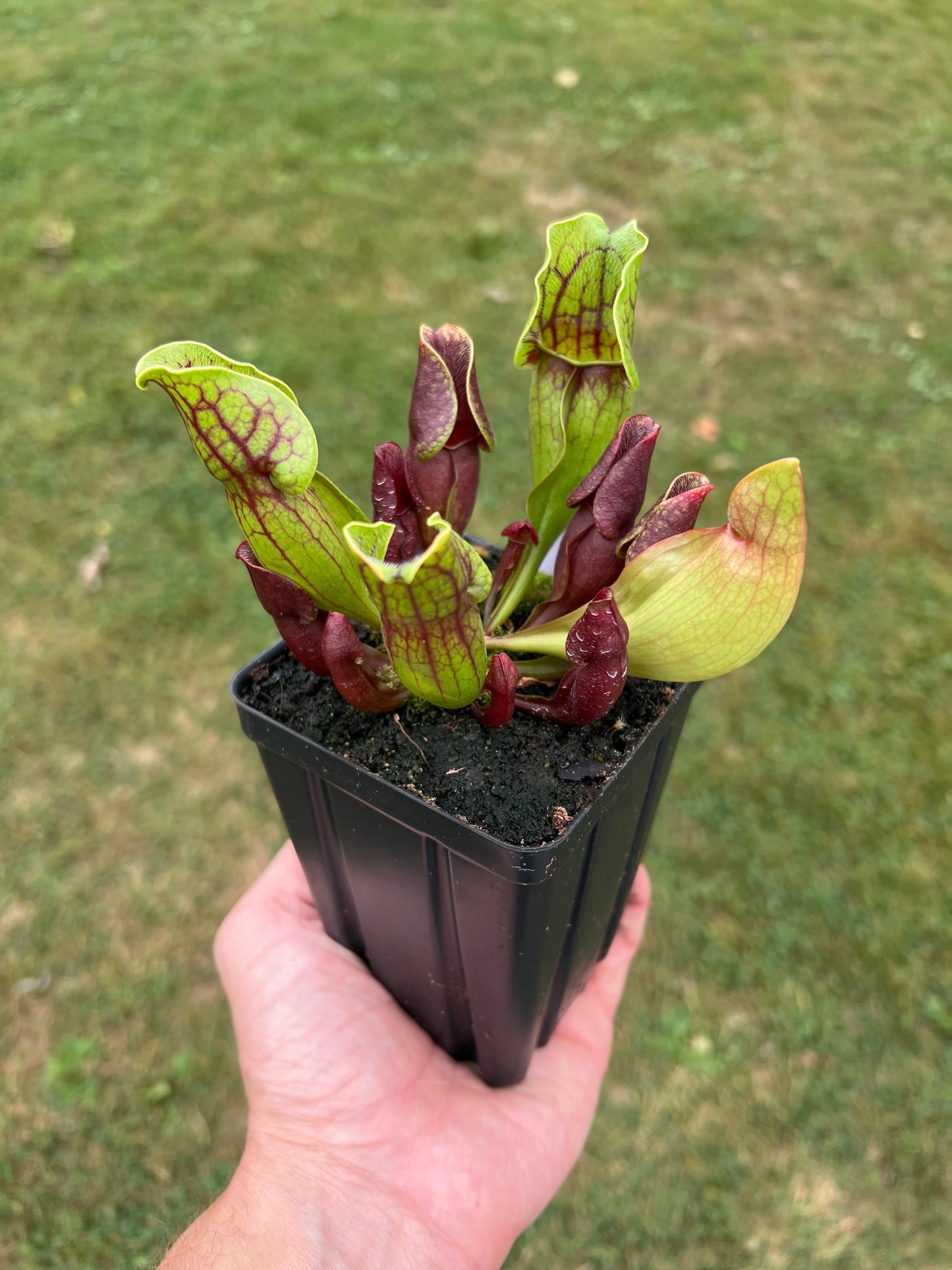 Sarracenia purpurea ssp. purpurea (Centre Co, PA) - Seed Grown #78