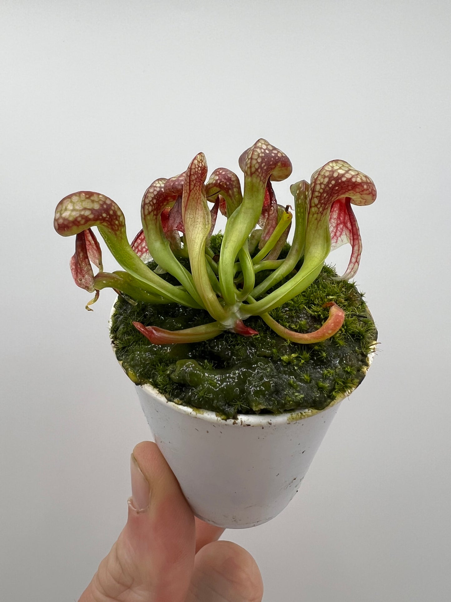 Darlingtonia californica (Cobra Pitcher Plant) - Seed Grown #78