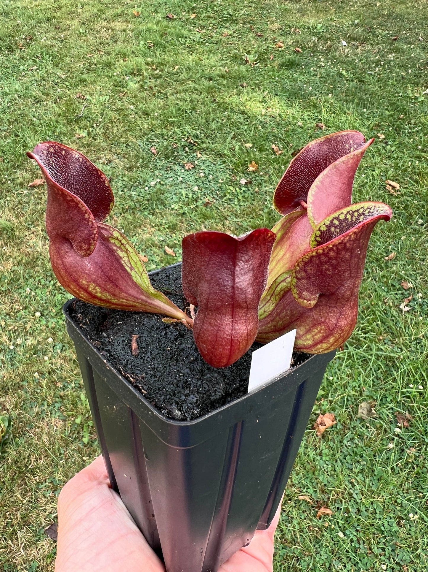 Sarracenia purpurea ssp. purpurea (Centre Co, PA) - Seed Grown #57