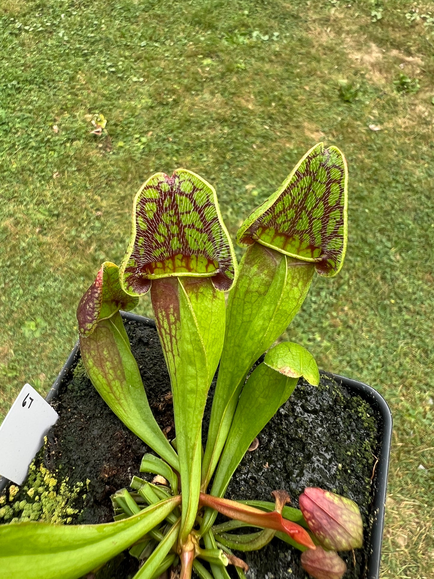 Sarracenia purpurea ssp. purpurea (Centre Co, PA) - Seed Grown #67