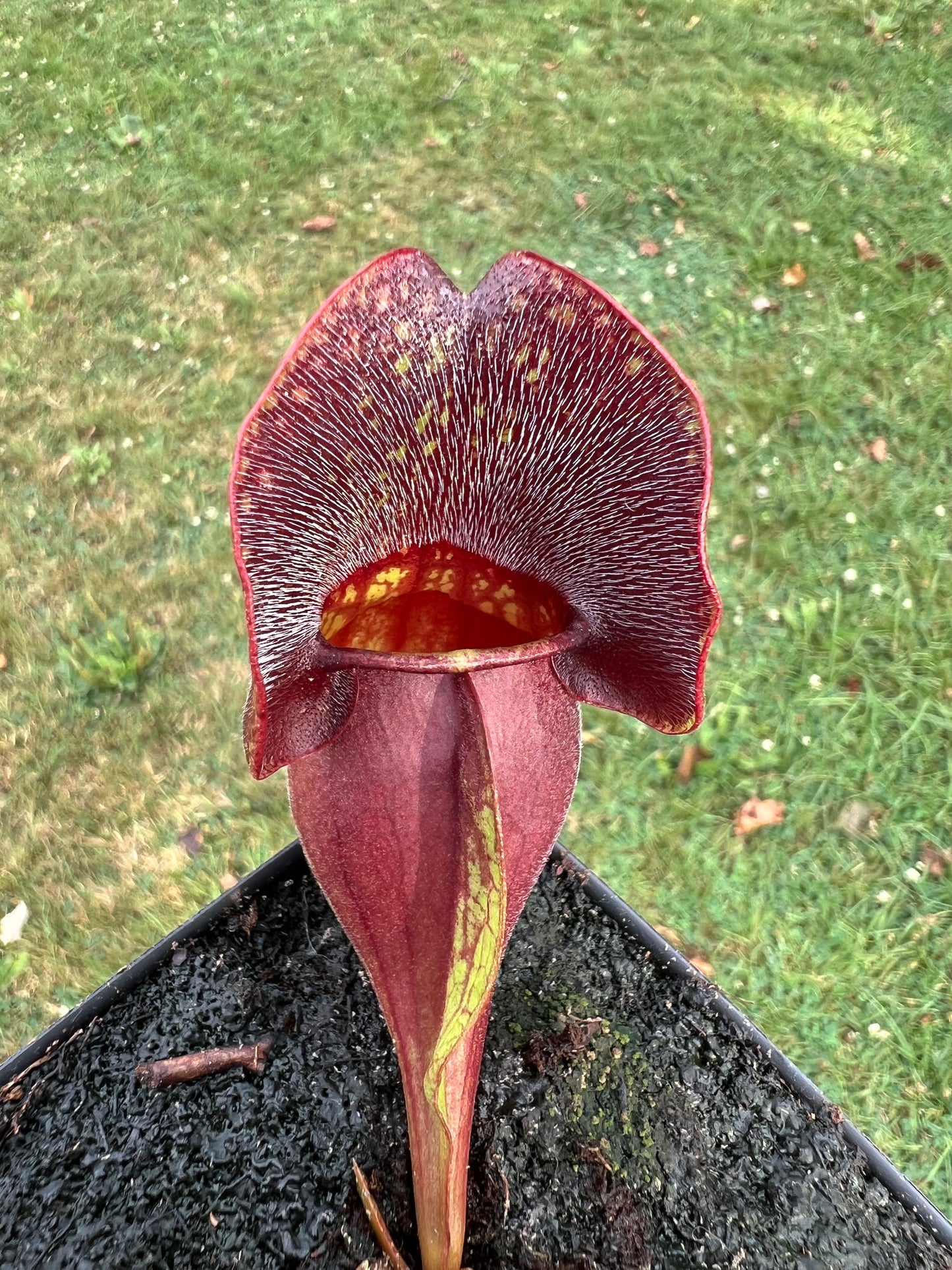 Sarracenia purpurea ssp. purpurea (Centre Co, PA) - Seed Grown #57