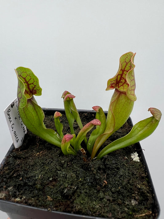 Sarracenia purpurea ssp. purpurea (Norfolk Co, MA) x (Bruce Co, Ontario Canada) - Seed Grown #3