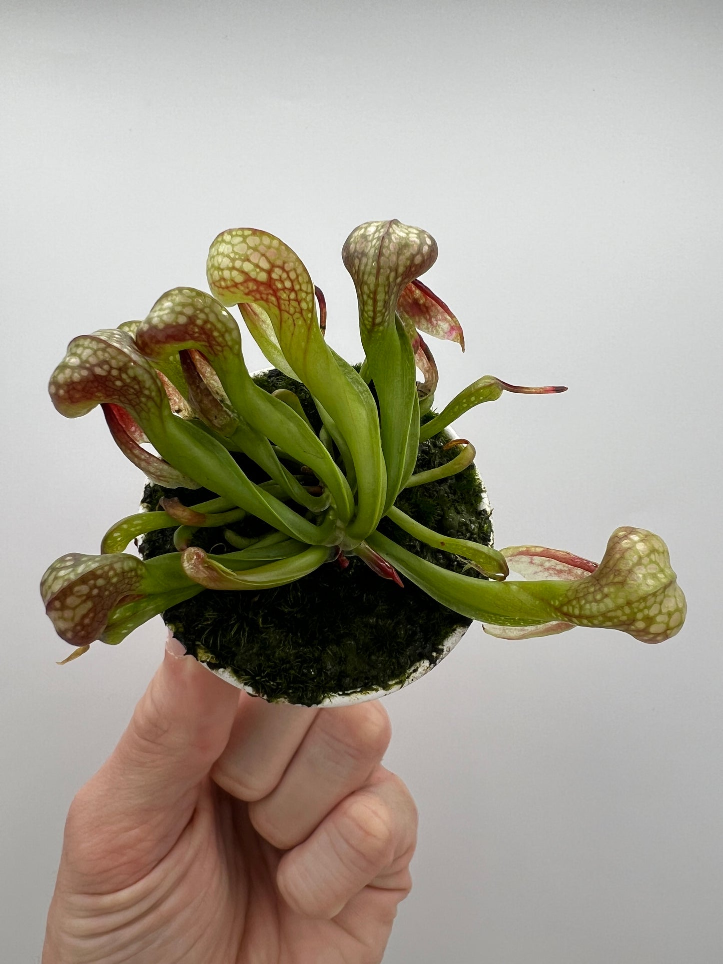 Darlingtonia californica (Cobra Pitcher Plant) - Seed Grown #84