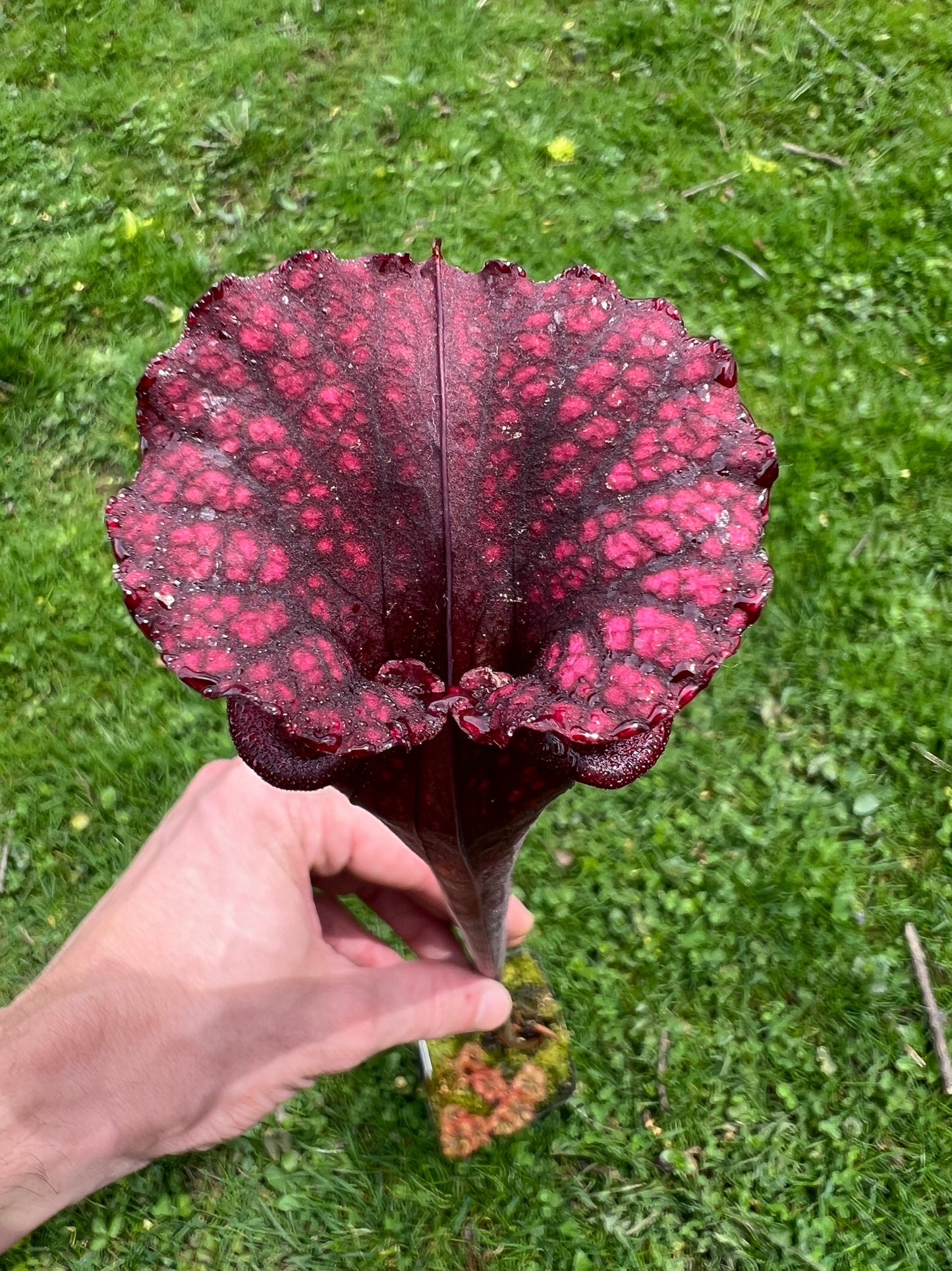 Sarracenia “Hawaiian Ice” x ‘Adrian Slack’