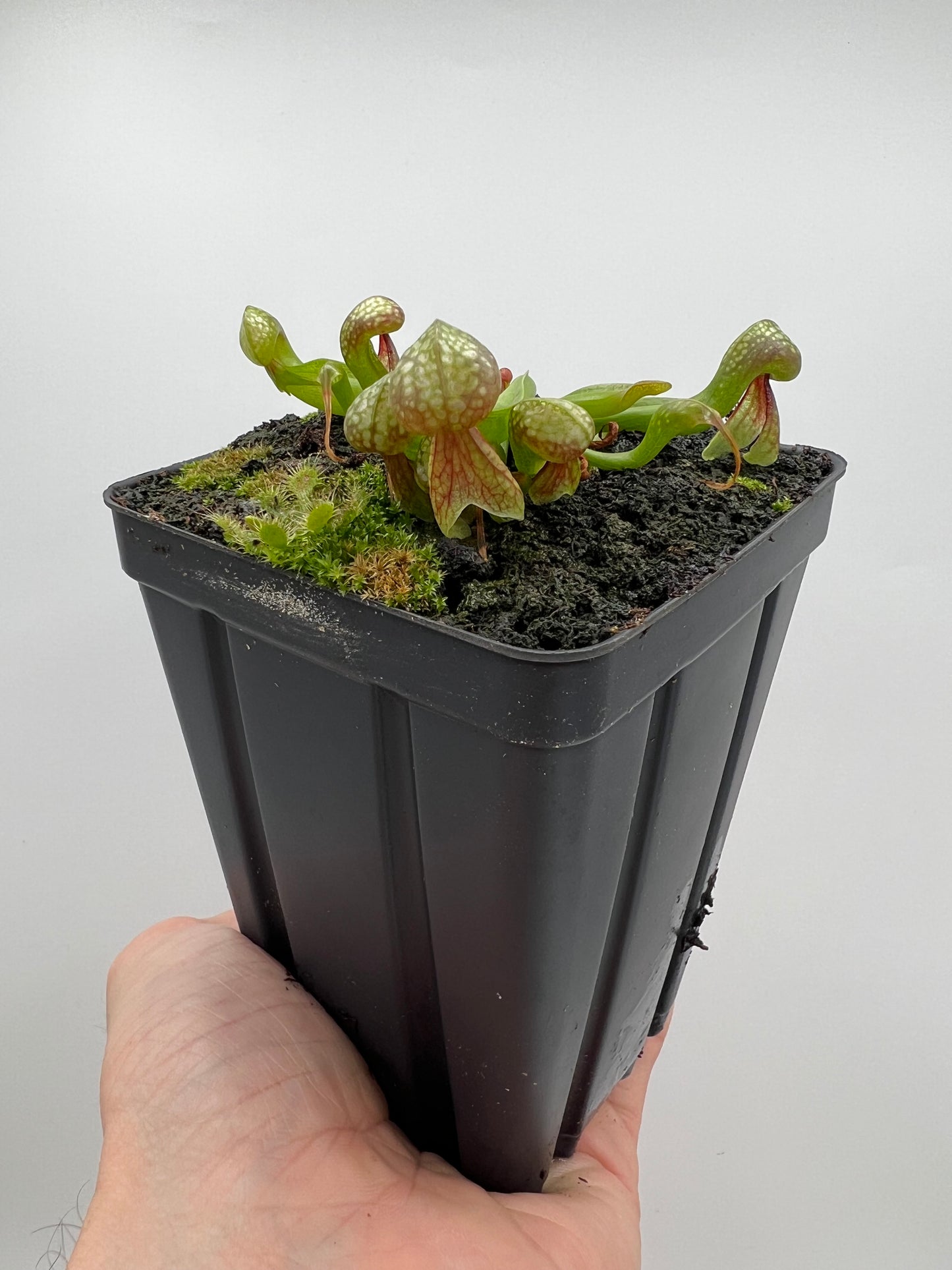 Darlingtonia californica (Cobra Pitcher Plant) - Seed Grown #83