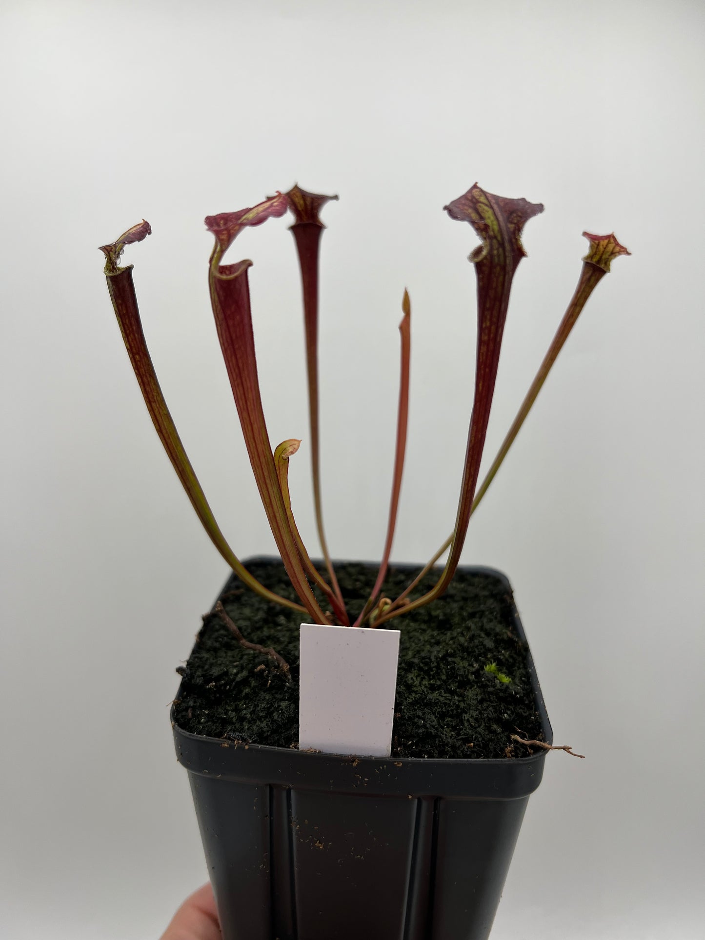 Sarracenia flava var. rubricorpora x “Strawberry Milkshake” - Seed Grown #7