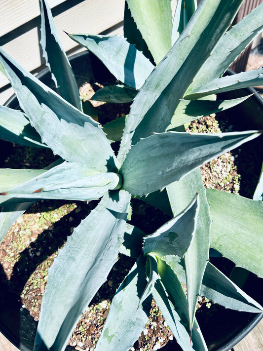 Blue Agave americana