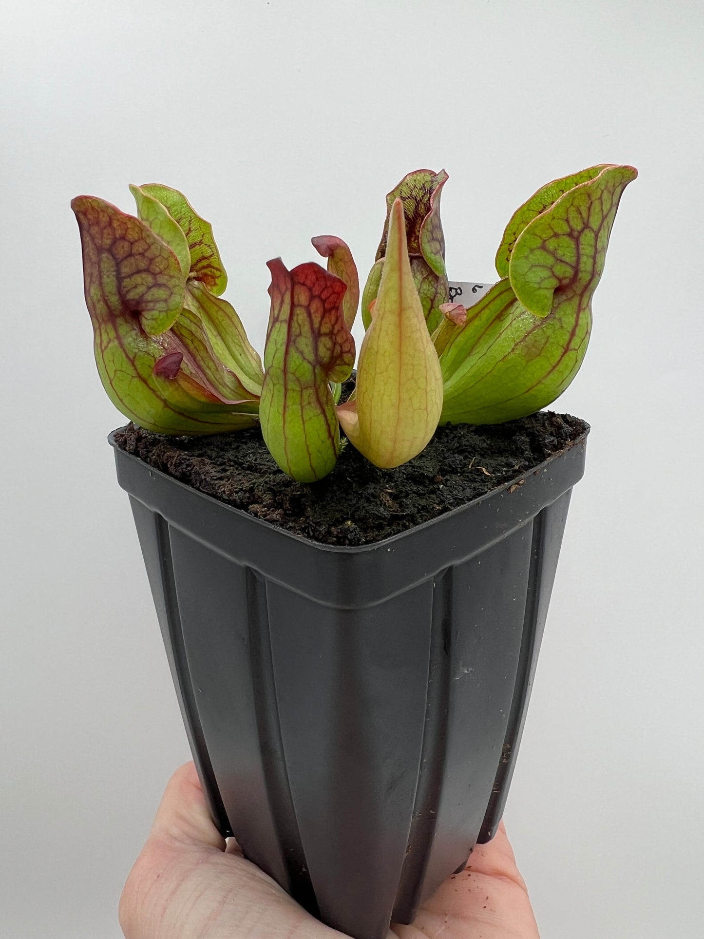 Sarracenia purpurea ssp. purpurea (Norfolk Co, MA) x (Bruce Co, Ontario Canada) - Seed Grown #6