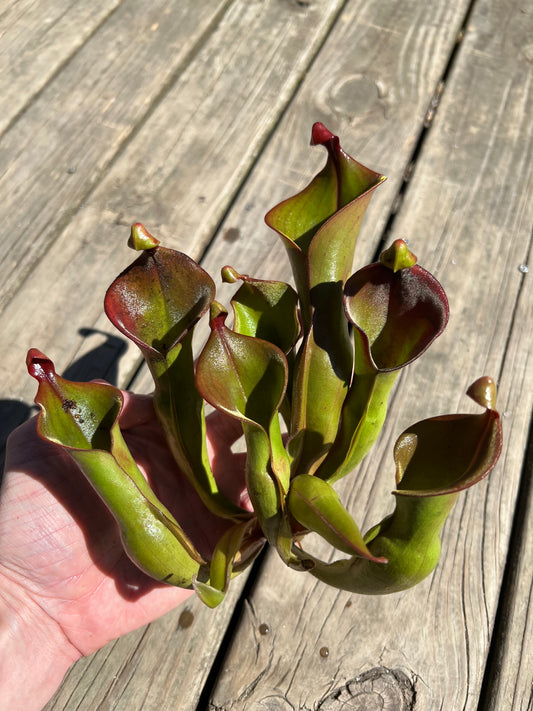 Heliamphora “Nutans Giant” - XL Division