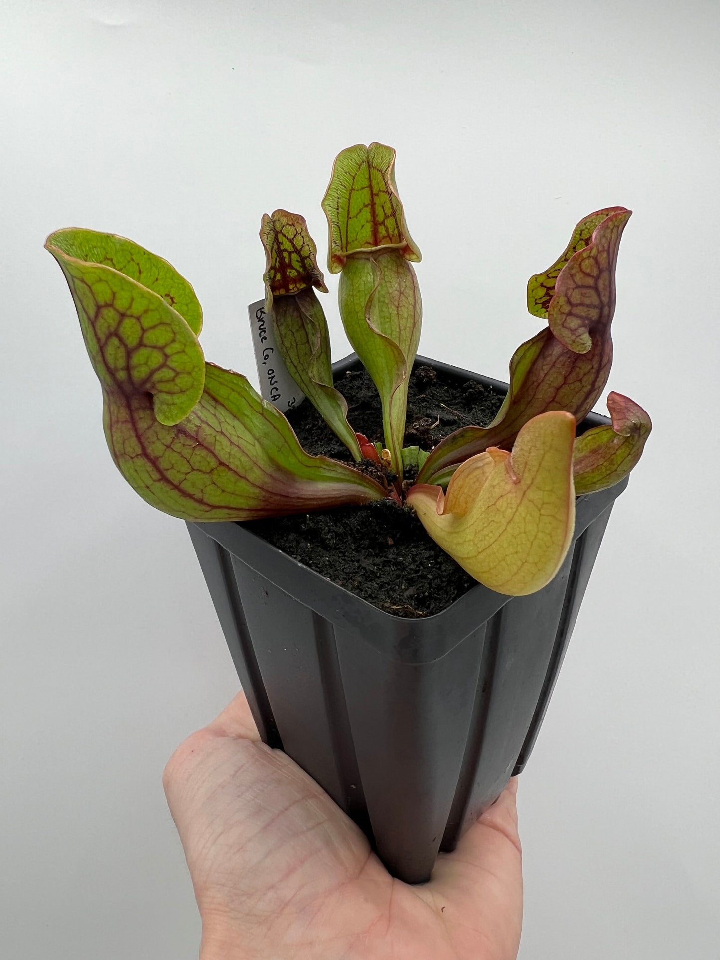 Sarracenia purpurea ssp. purpurea (Norfolk Co, MA) x (Bruce Co, Ontario Canada) - Seed Grown #3