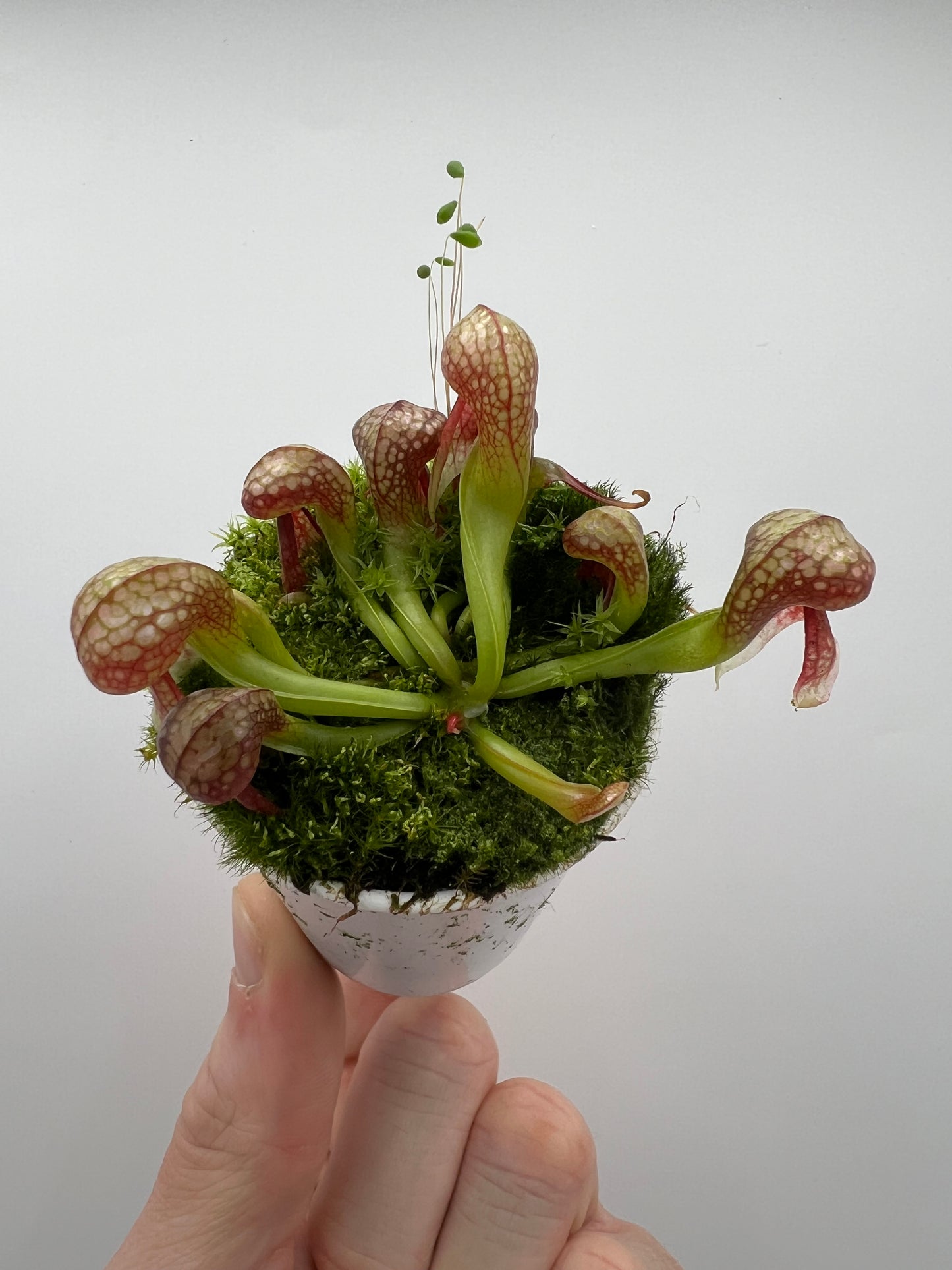 Darlingtonia californica (Cobra Pitcher Plant) - Seed Grown #119