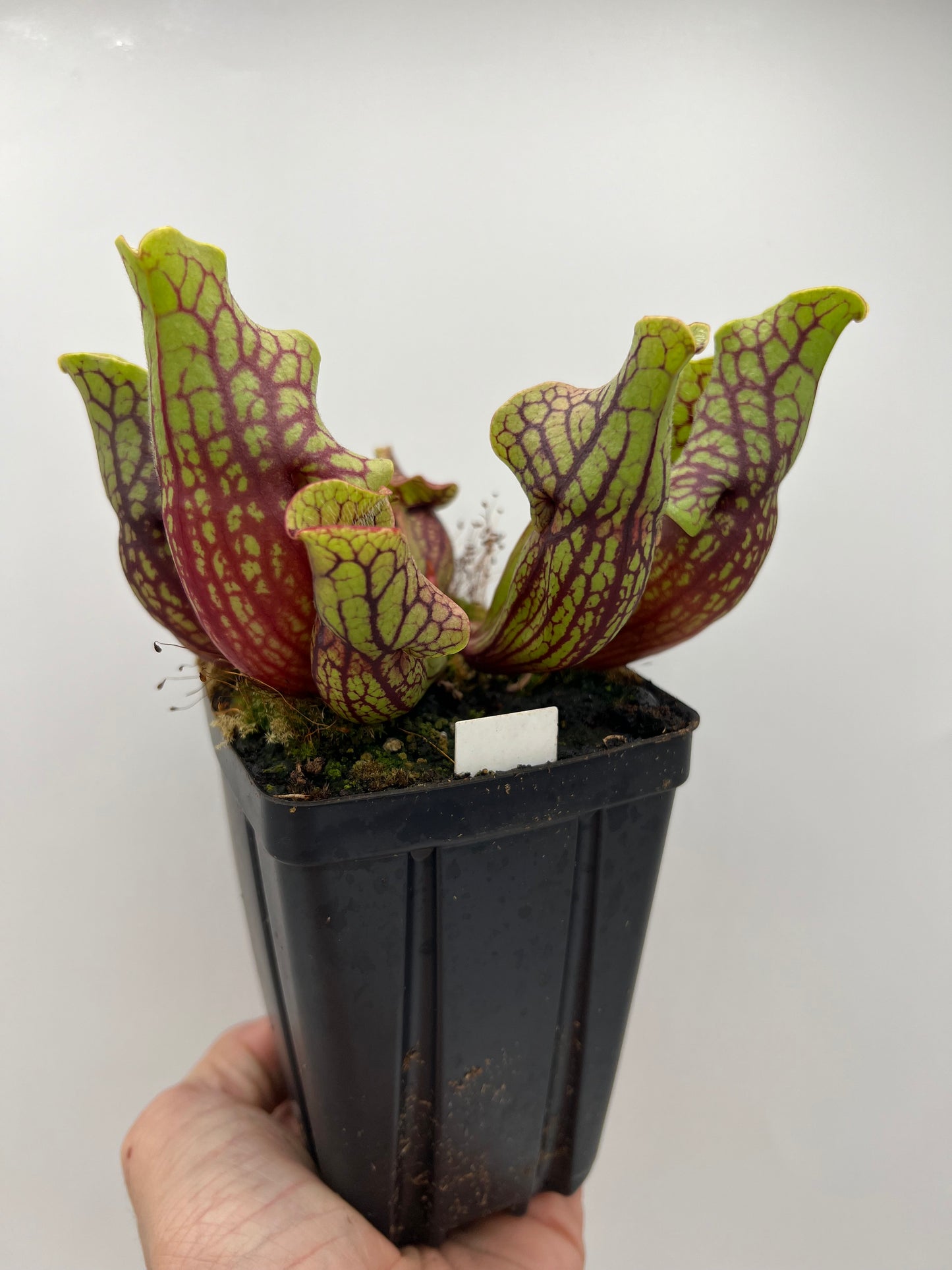 Sarracenia purpurea ssp. venosa “Little Carnivores” - Seed Grown #26