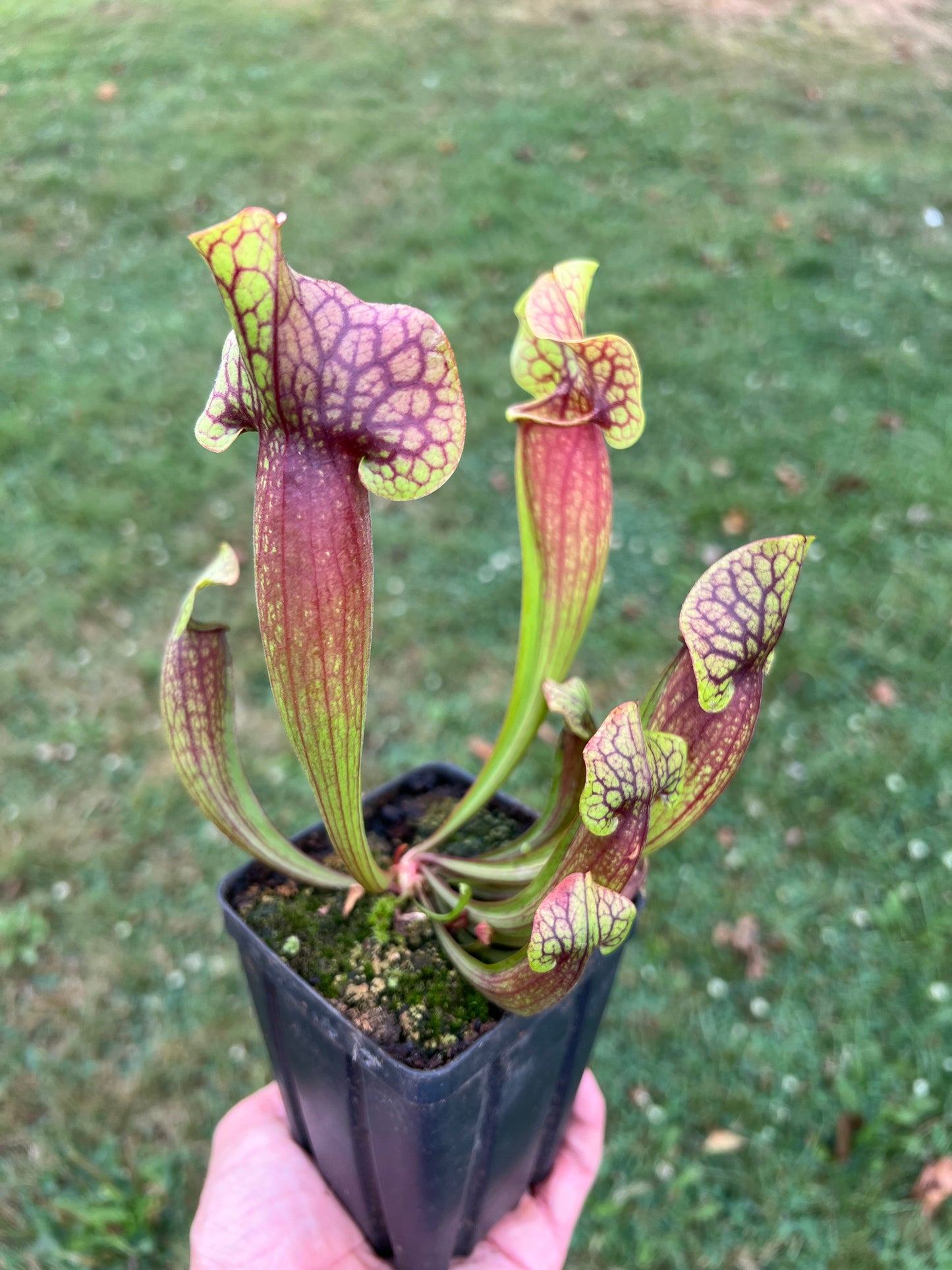 Sarracenia x catesbaei - (flava var. rubricorpora Liberty Co, FL x purpurea ssp. venosa) - Seed Grown #1