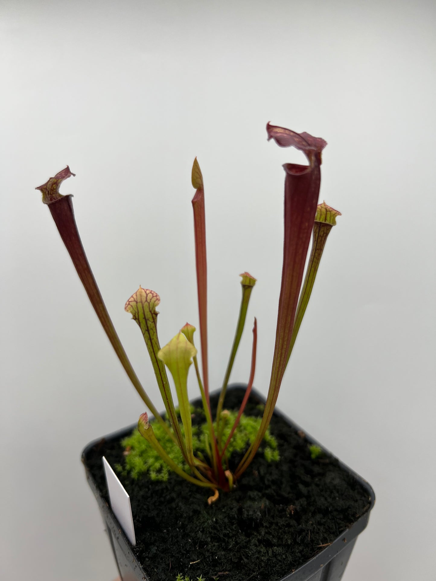 Sarracenia flava var. rubricorpora x “Strawberry Milkshake” - Seed Grown #5