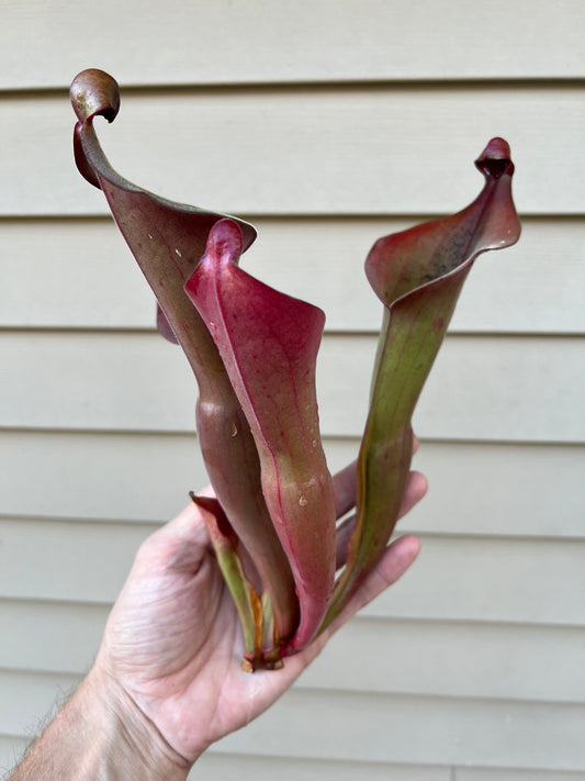 Heliamphora “Nutans Giant” x (tatei x folliculata) SG 8.14.19 LC1 - Division B