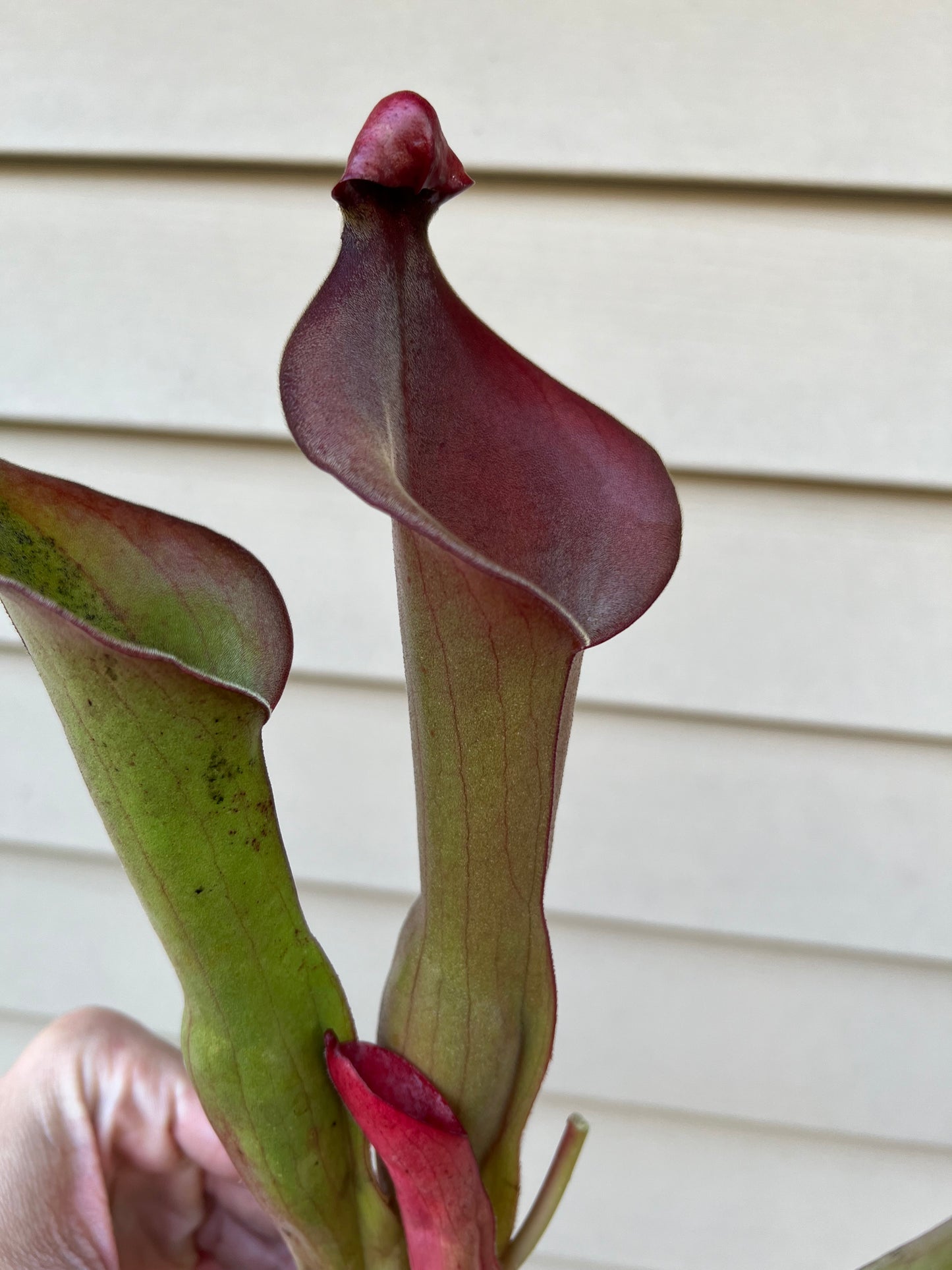 Heliamphora “Nutans Giant” x (tatei x folliculata) SG 8.14.19 LC1 - Division A