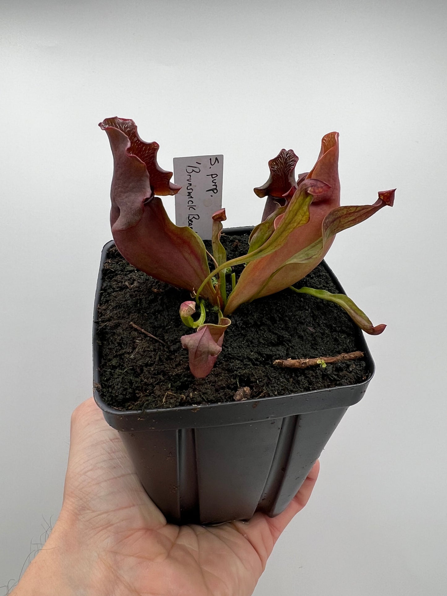 Sarracenia purpurea ‘Brunswick Beauty’ - True Cultivar