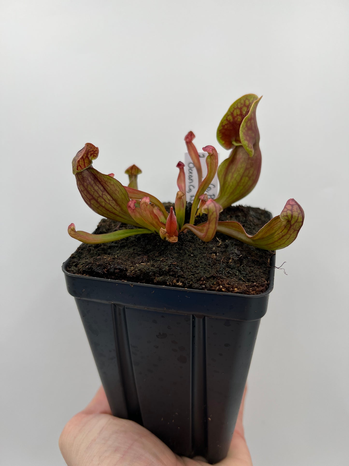 Sarracenia purpurea ssp. purpurea (Centre Co, PA) x (Ocean Co, NJ) - Seed Grown #2