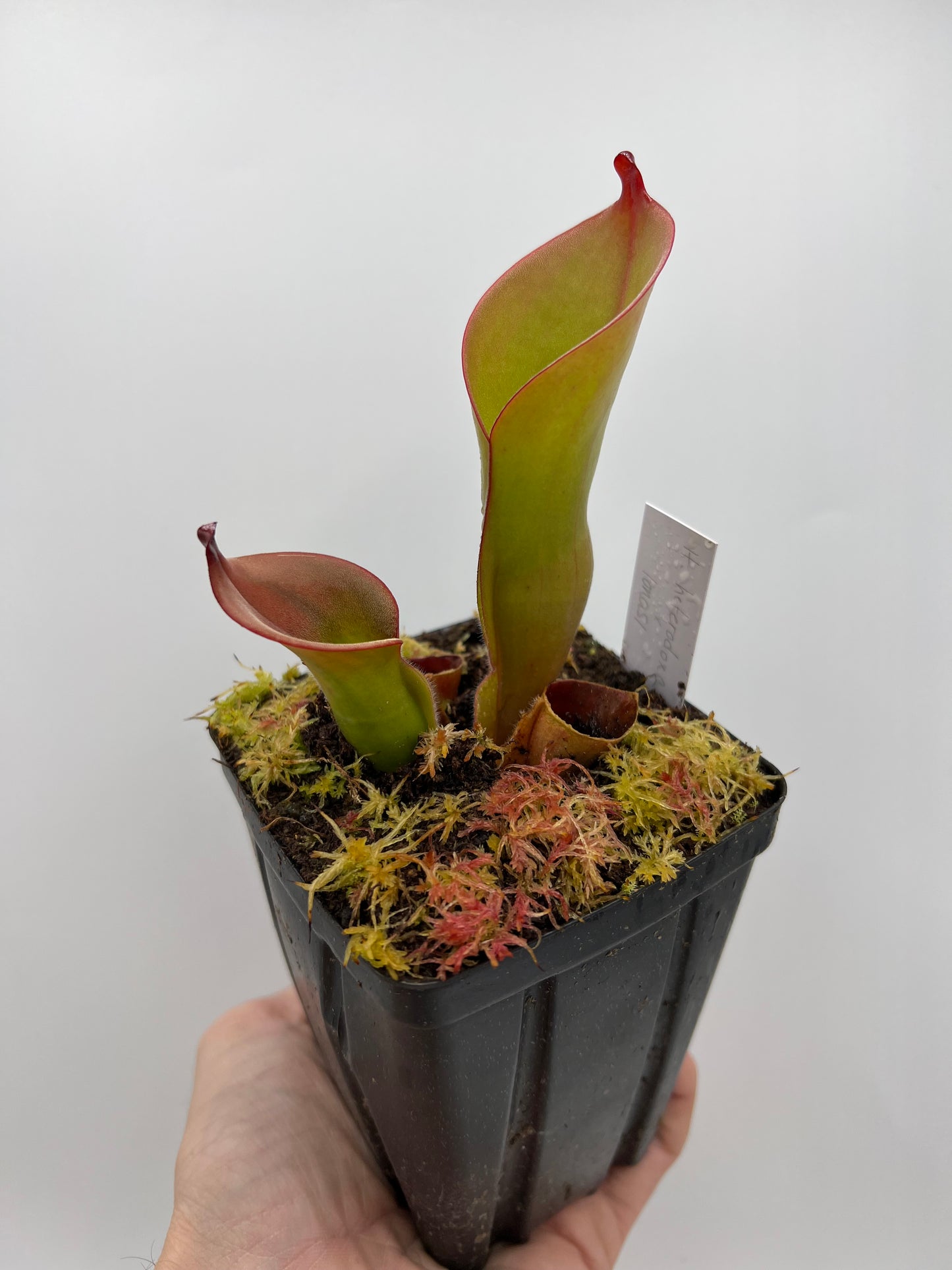 Heliamphora heterodoxa x ionasi