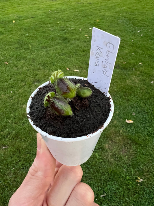 Cephalotus follicularis “Dr. Eberhard König”