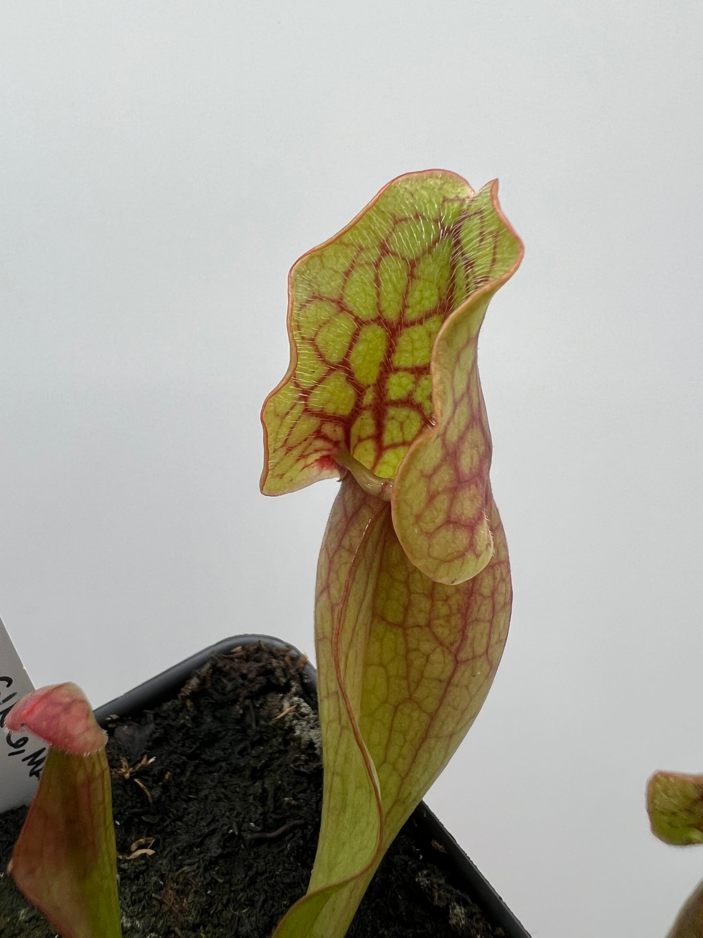 Sarracenia purpurea ssp. purpurea (Norfolk Co, MA) x (Bruce Co, Ontario Canada) - Seed Grown #5