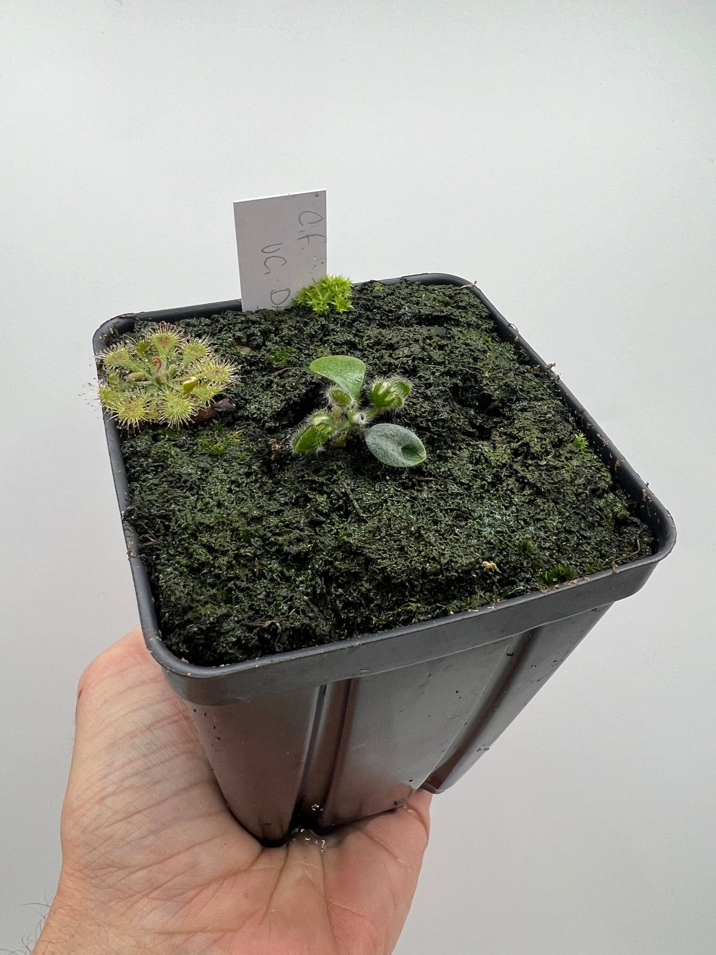 Cephalotus follicularis “UC Davis”