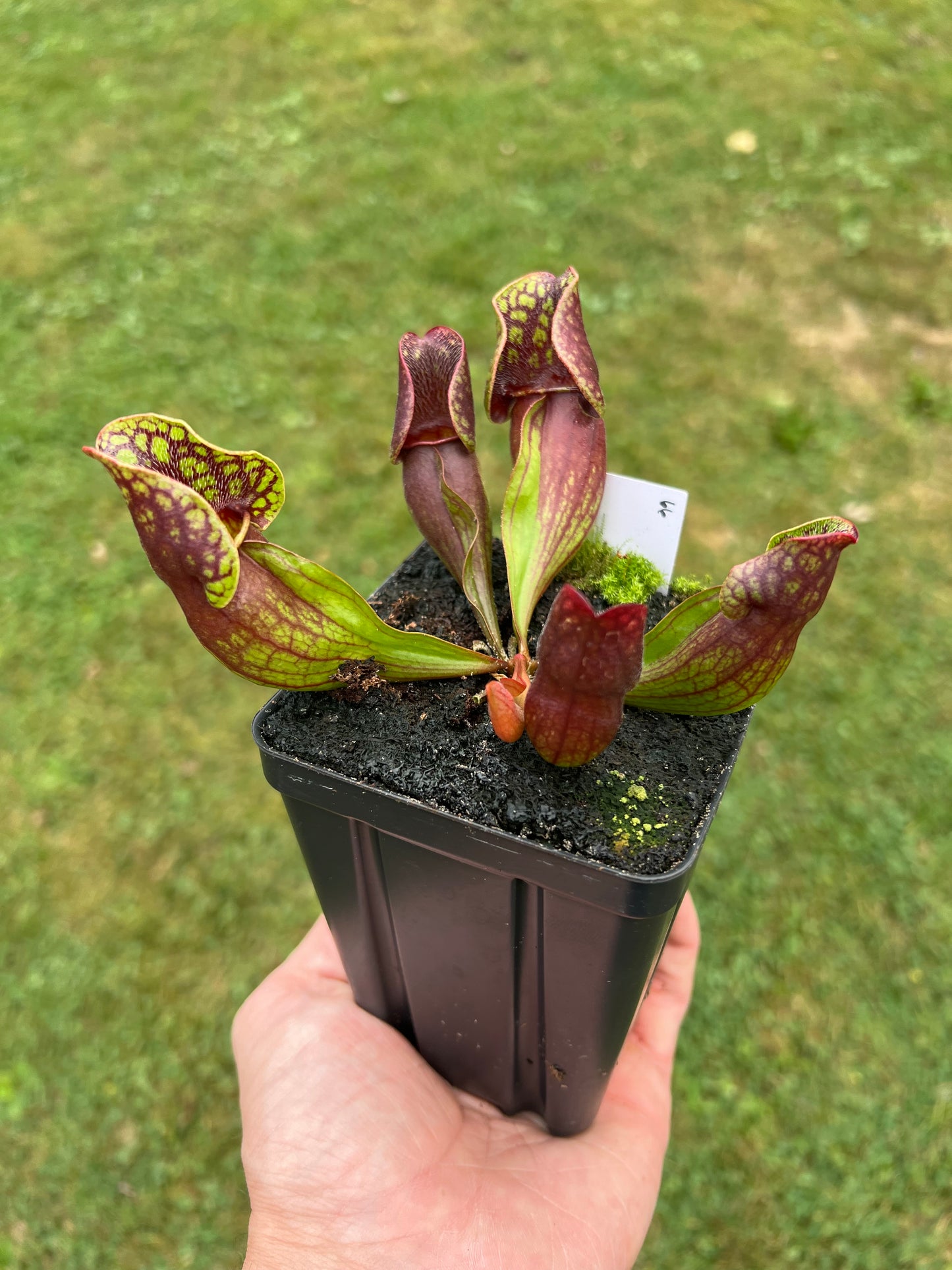 Sarracenia purpurea ssp. purpurea (Centre Co, PA) - Seed Grown #66