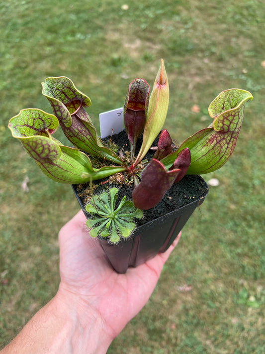 Sarracenia purpurea ssp. purpurea (Centre Co, PA) - Seed Grown #71