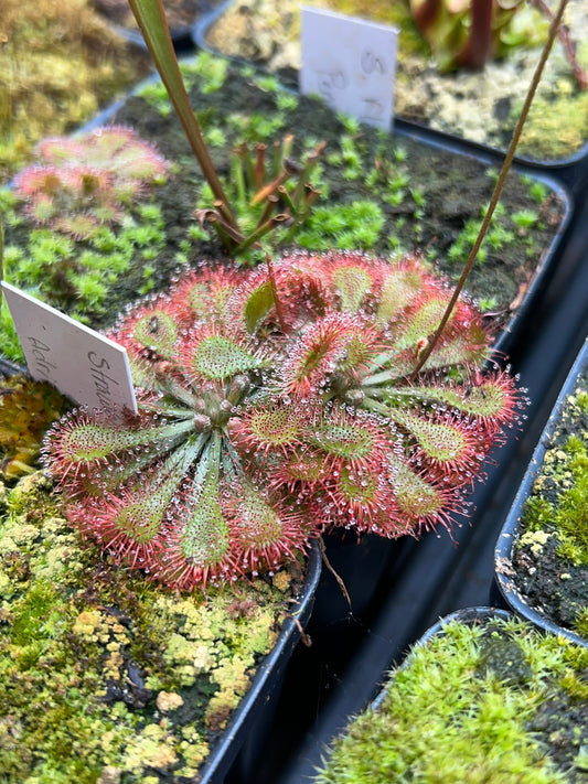 Drosera - Roundleaf Sundew, Single, Bare Root