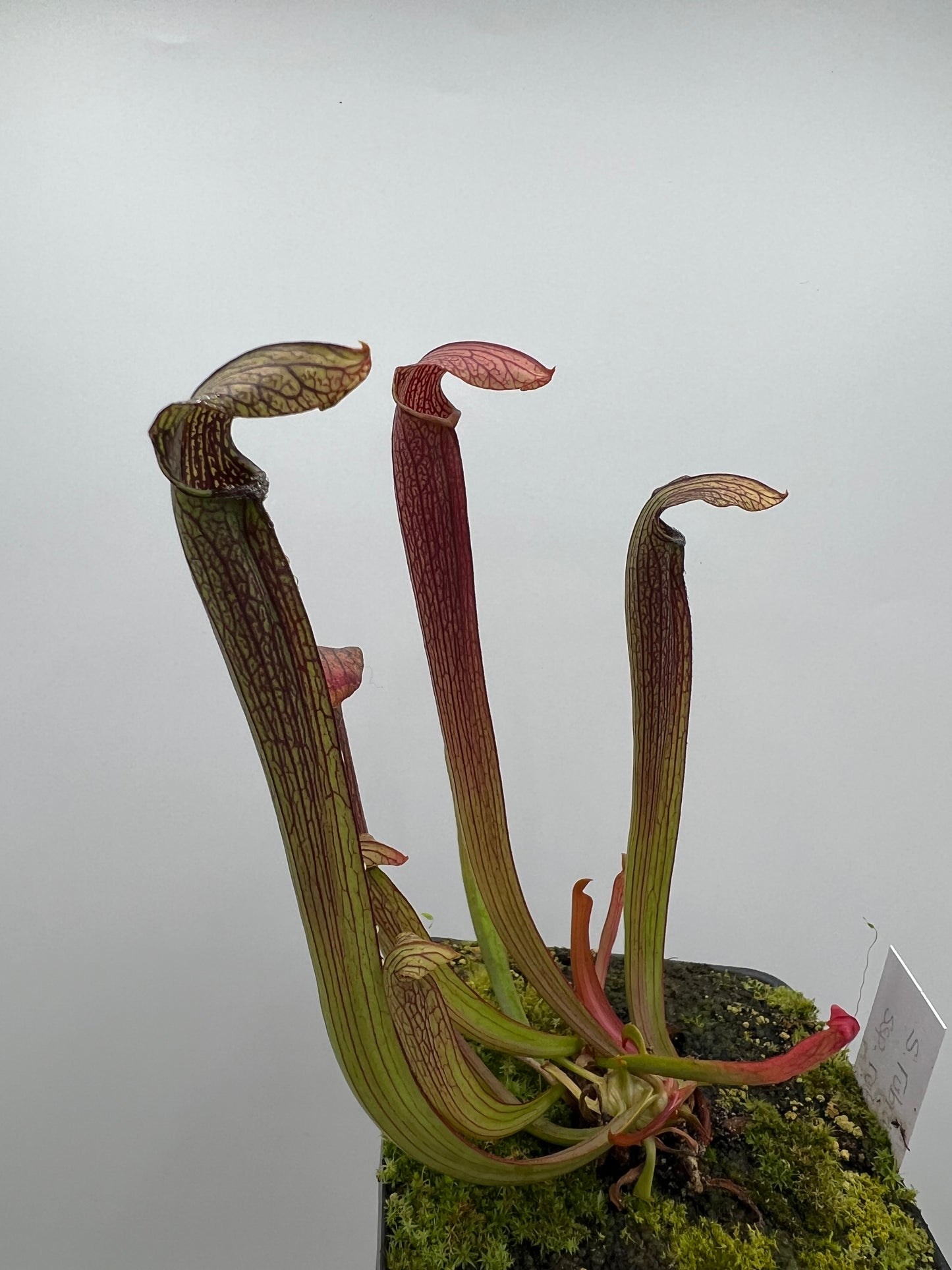 Sarracenia rubra ssp. rubra - Seed Grown